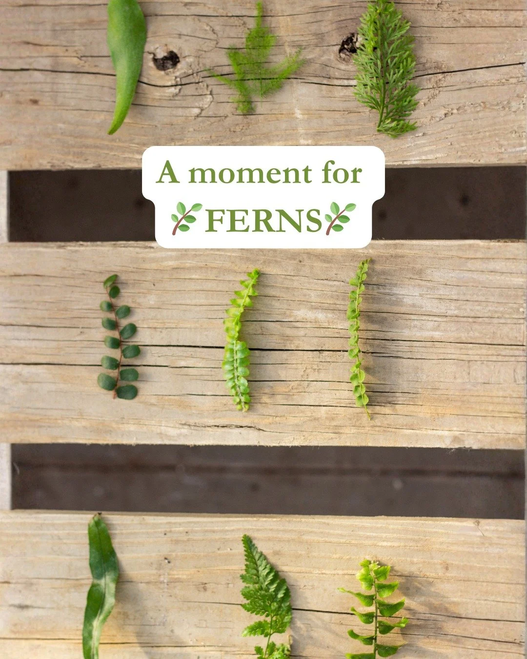 🌿 Ferns! 🌿
Ferns are incredible plants! They can be houseplants or kept outside in shady spots during our SD Summers!