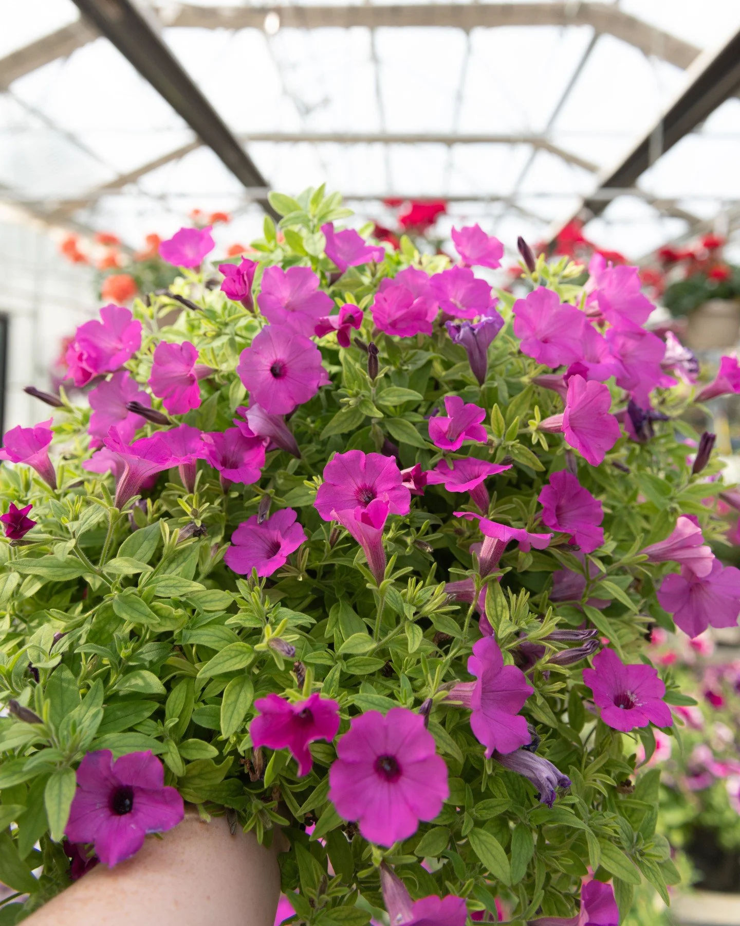 There's still time to sign up for our FIRST Patio Pot DIY of the season! Tomorrow, March 7th at 10:30 AM, @ 41st street 🌸  Just call our 41st street store to reserve your spot today! More info can be found through the link in our bio! See ya there!