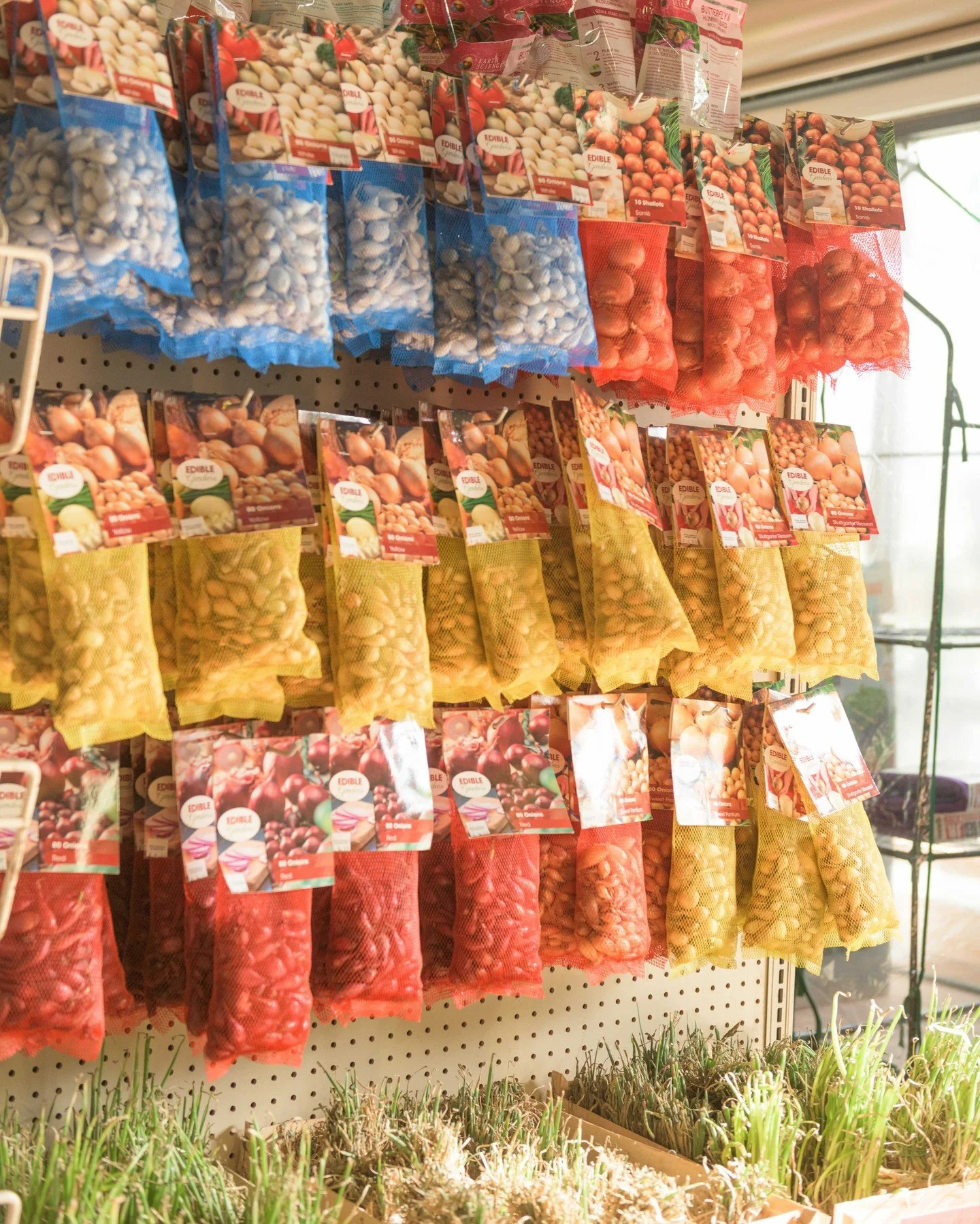 Spring bulbs are in! 🧅