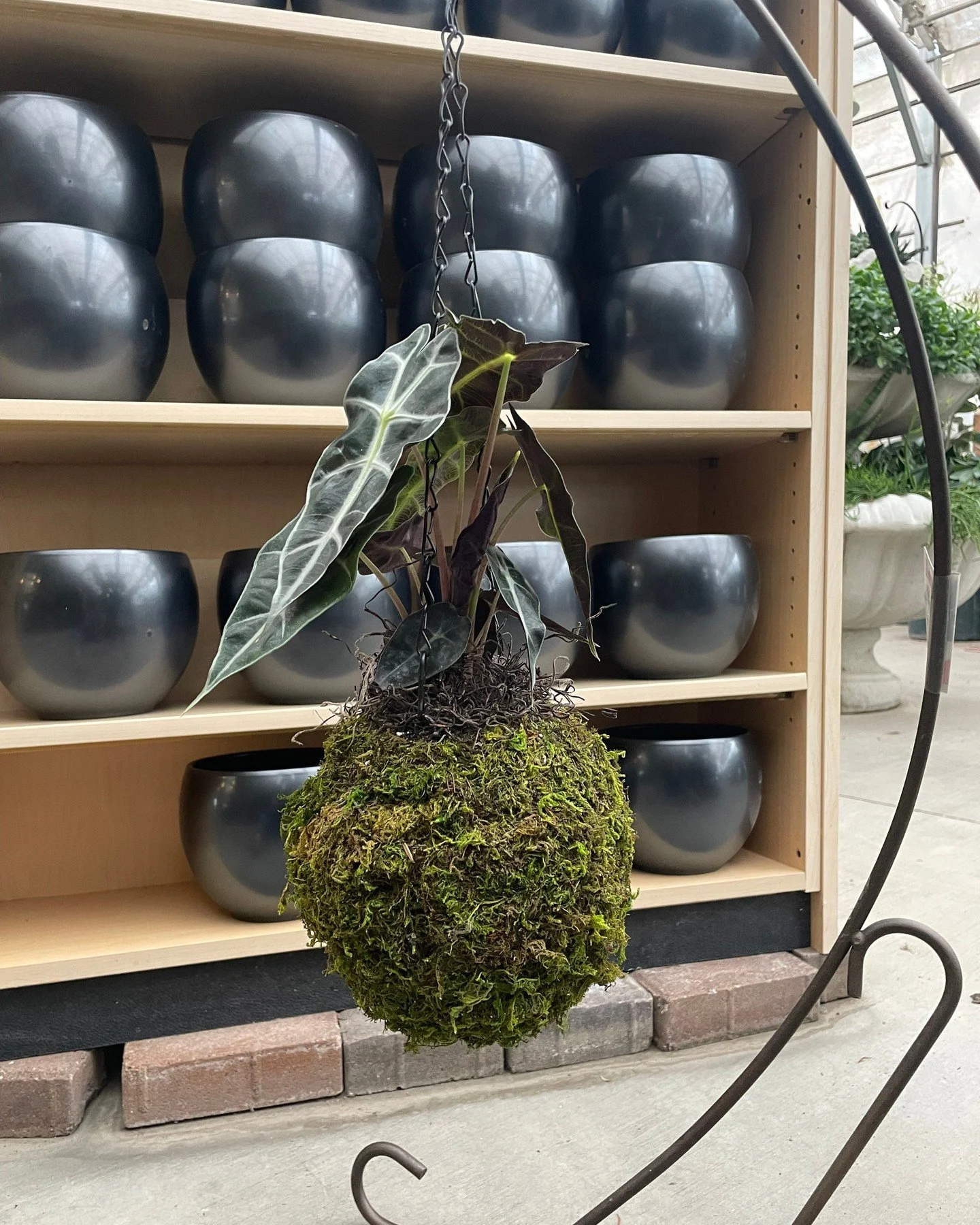 Our Kokedama DIY event is TOMORROW (4/4)🌿 @26th street ONLY! Starts at 10:30 AM
Call 605-332-6641 to reserve your spot!
Or head to the link in our bio to call and reserve, see ya there!👋