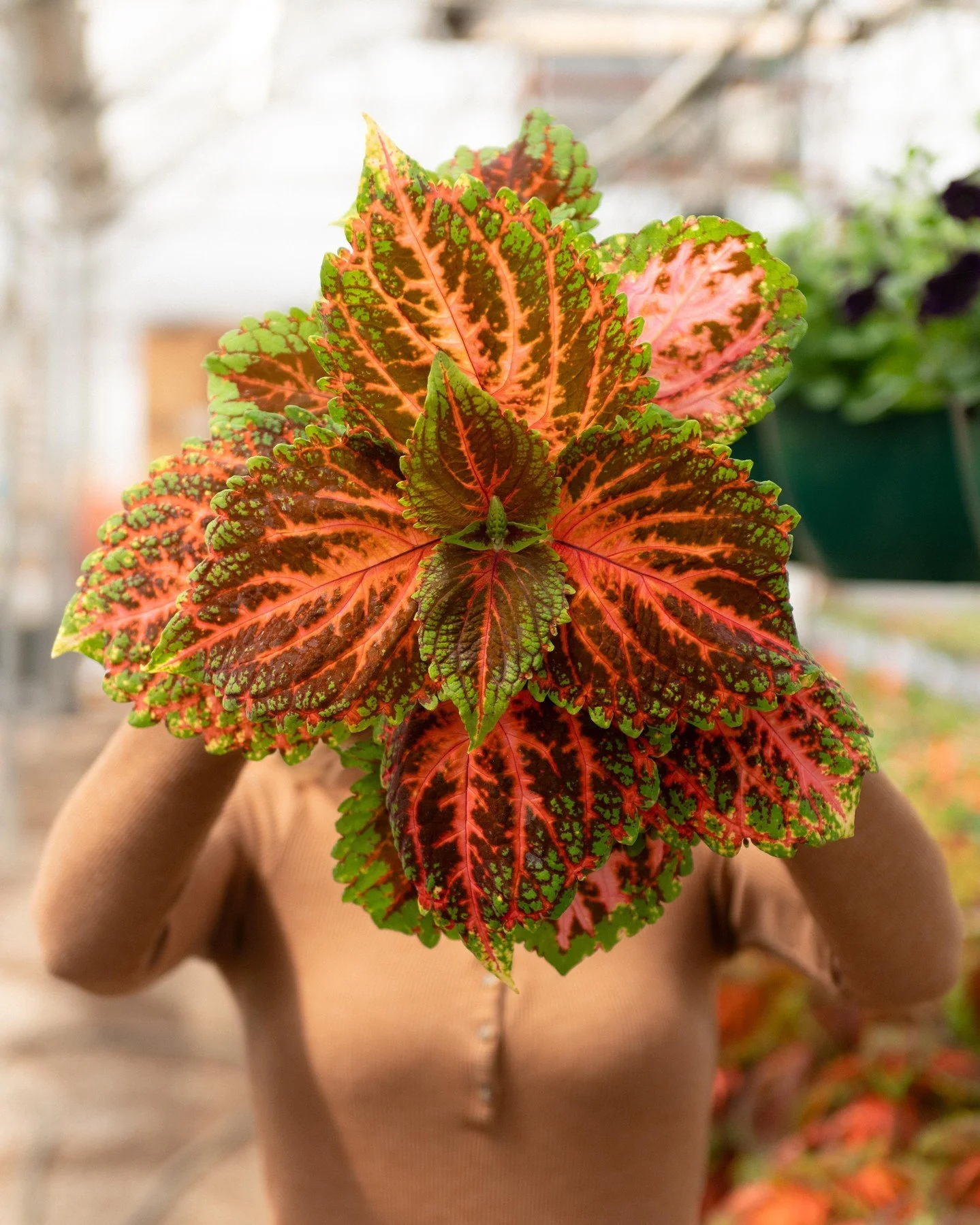 Kong Coleus 😍 Some of our favorites are coleus, it's a great way to add texture and color to your garden without having to rely all on flowers! See more of this at our Gourmet Garden Party this Thursday @ 26th street only! 5-8PM, and it's free! See 