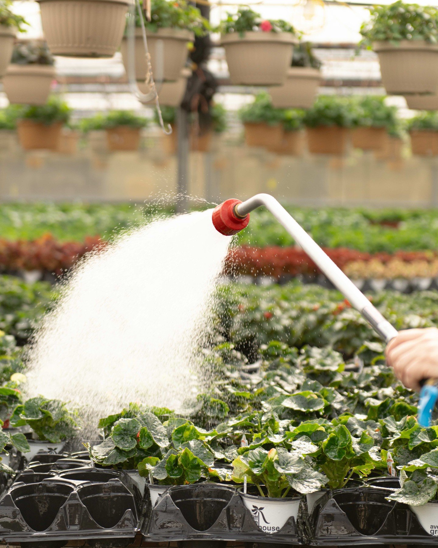 What we do all day...water, water, and more watering! 🌱🪻💧