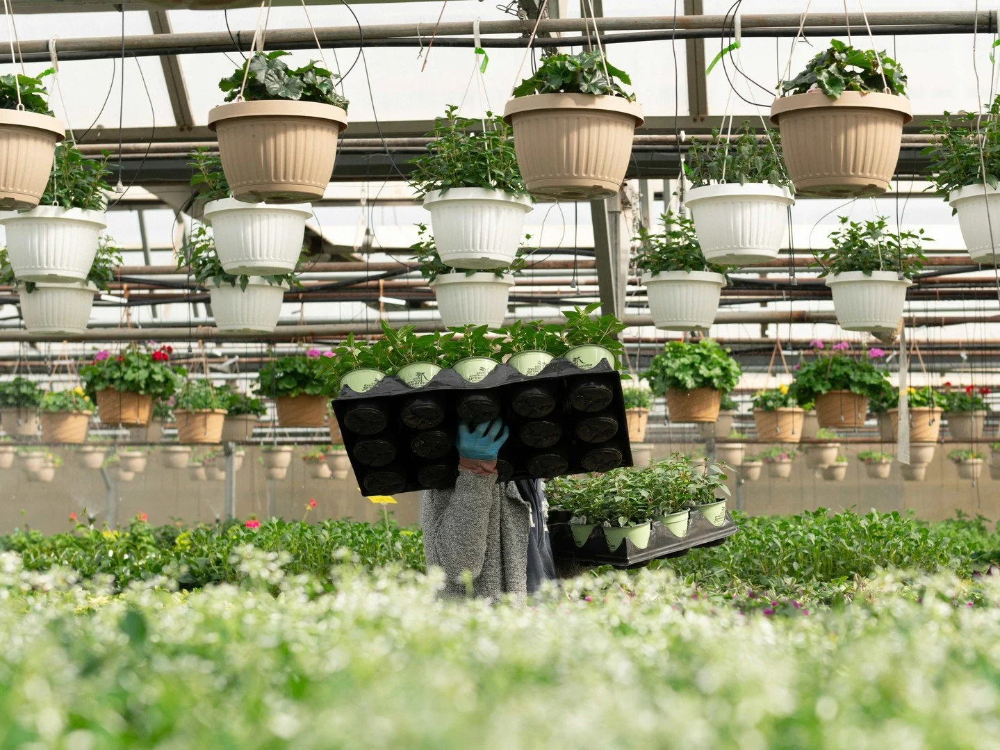 Make way...we're bringing our annuals from our growing greenhouses to our retail greenhouses for YOU! 🌿☺️