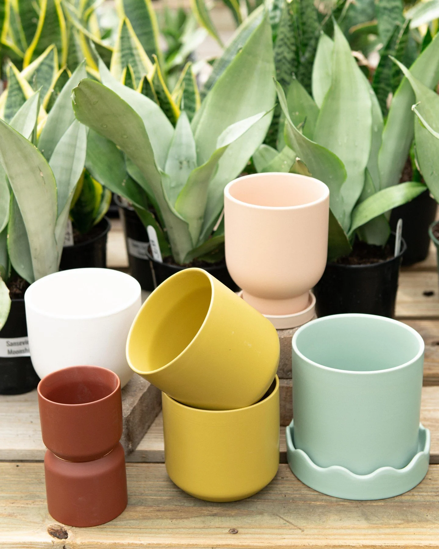 Planters with colors that are straight out of your Pinterest dream board! ✨💁&zwj;♀️