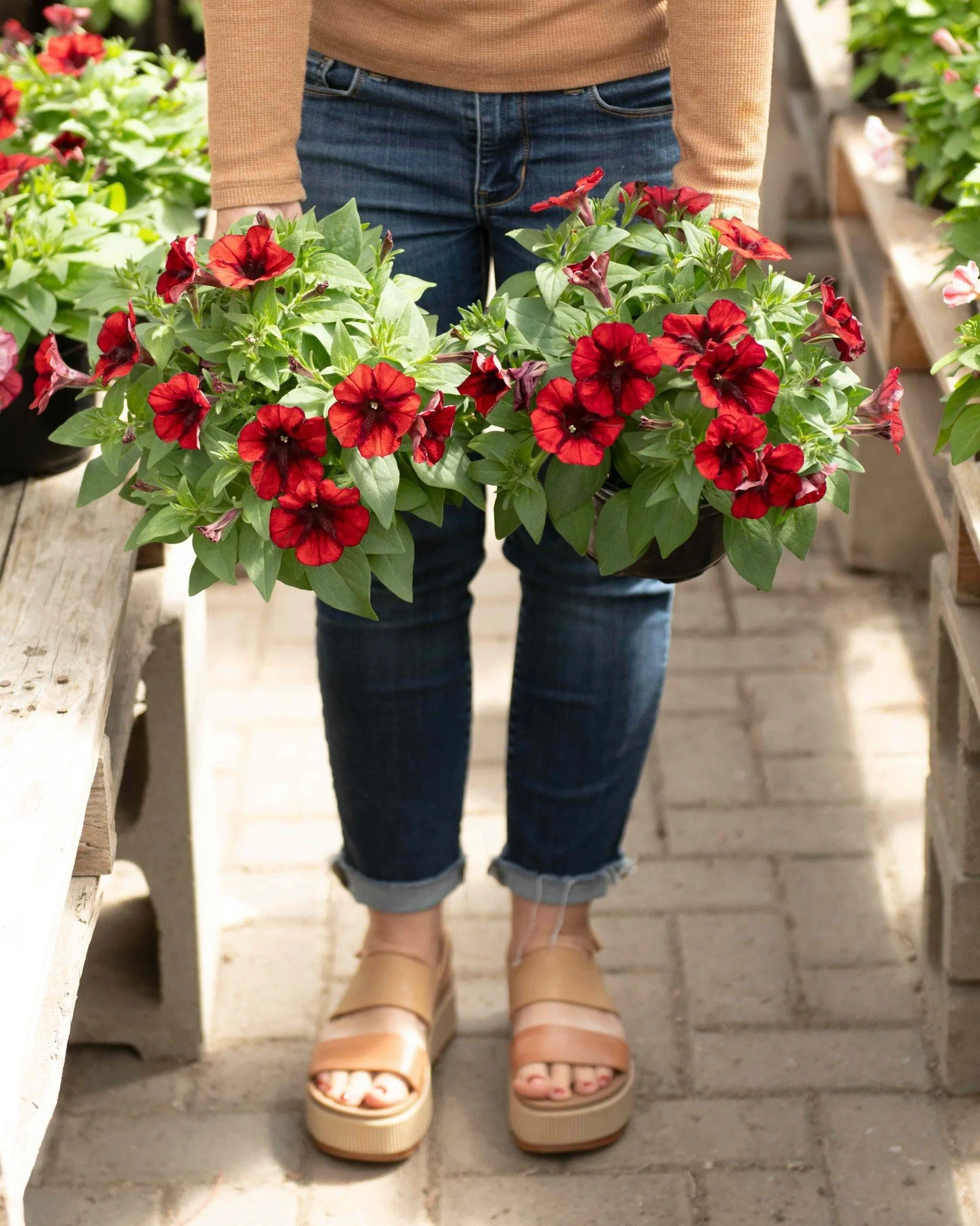 We just can't get enough of these petunias! Always stunning and show stopping🌸