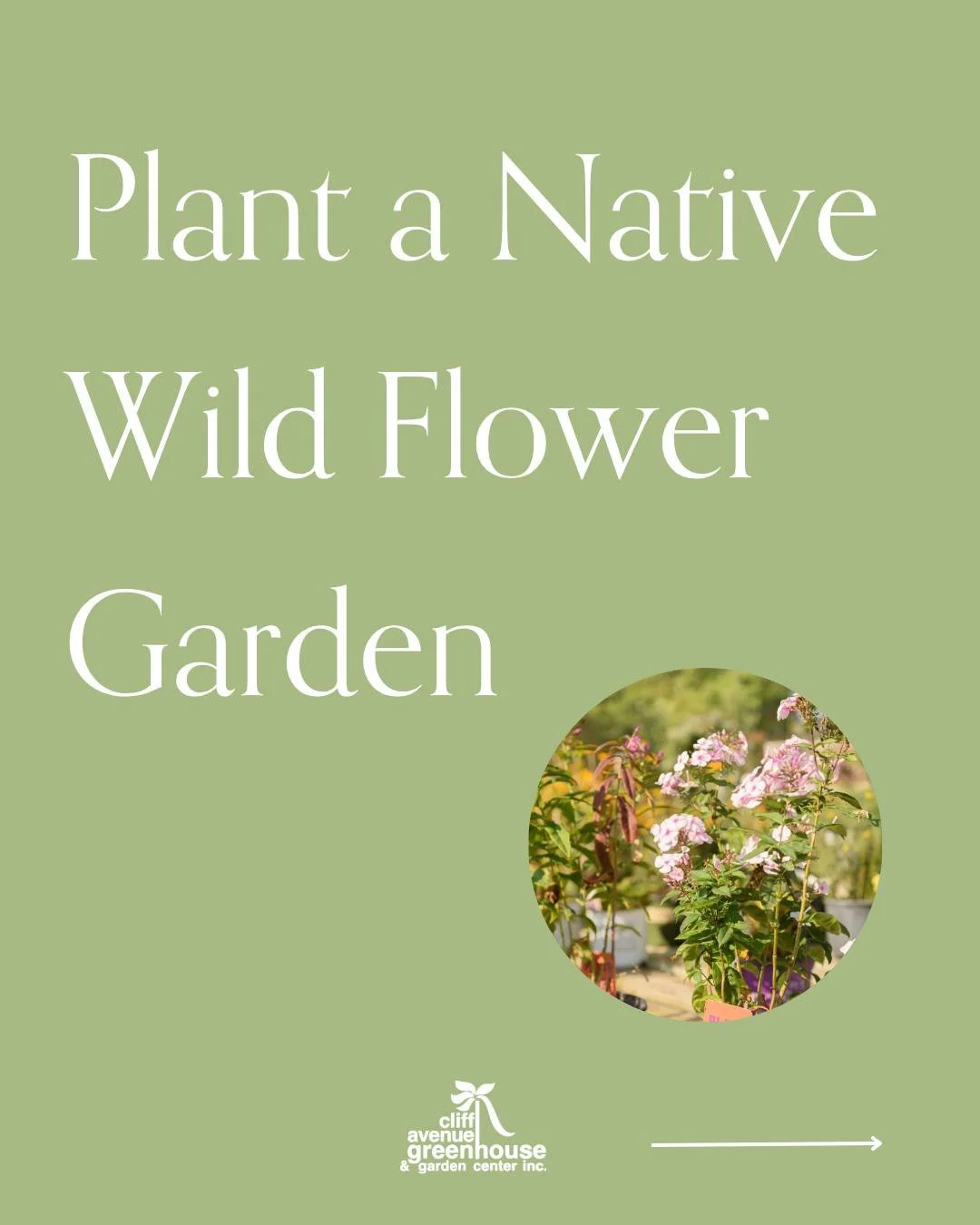 Did you know we carry many different native plant varieties in our Nursery?! Plant a truly ✨South Dakotan✨ garden this year 🌸