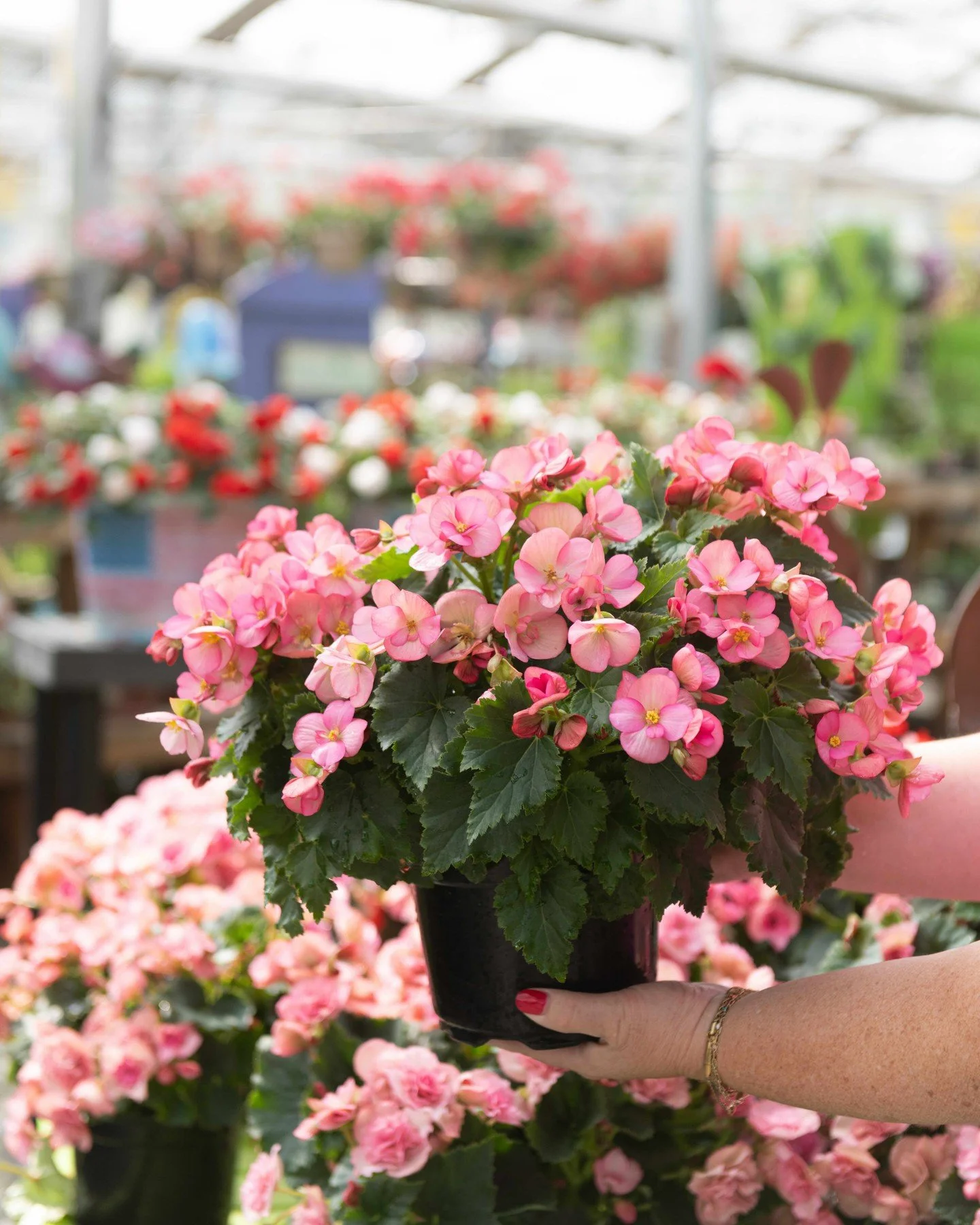 Happy June! Our #RiegerBegonias are picture perfect!😍🌸