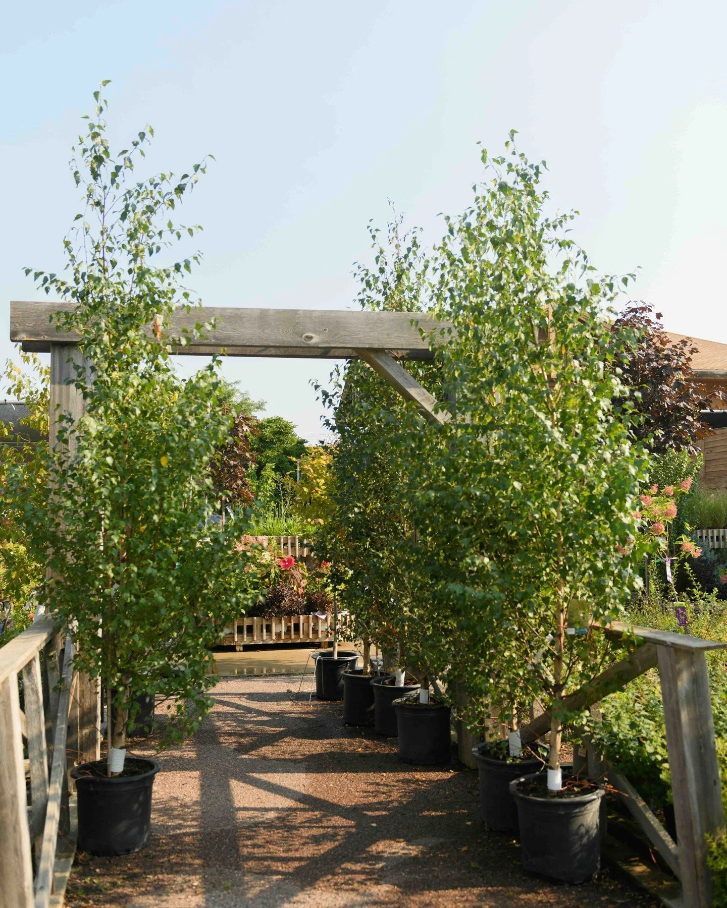 Father's Day is around the corner and we have just the idea for you! Get them a tree or shrub that will last for years. It's extra cute if this gift is for a new father! Plant it and watch the years of fatherhood grow with them 🌳☺️