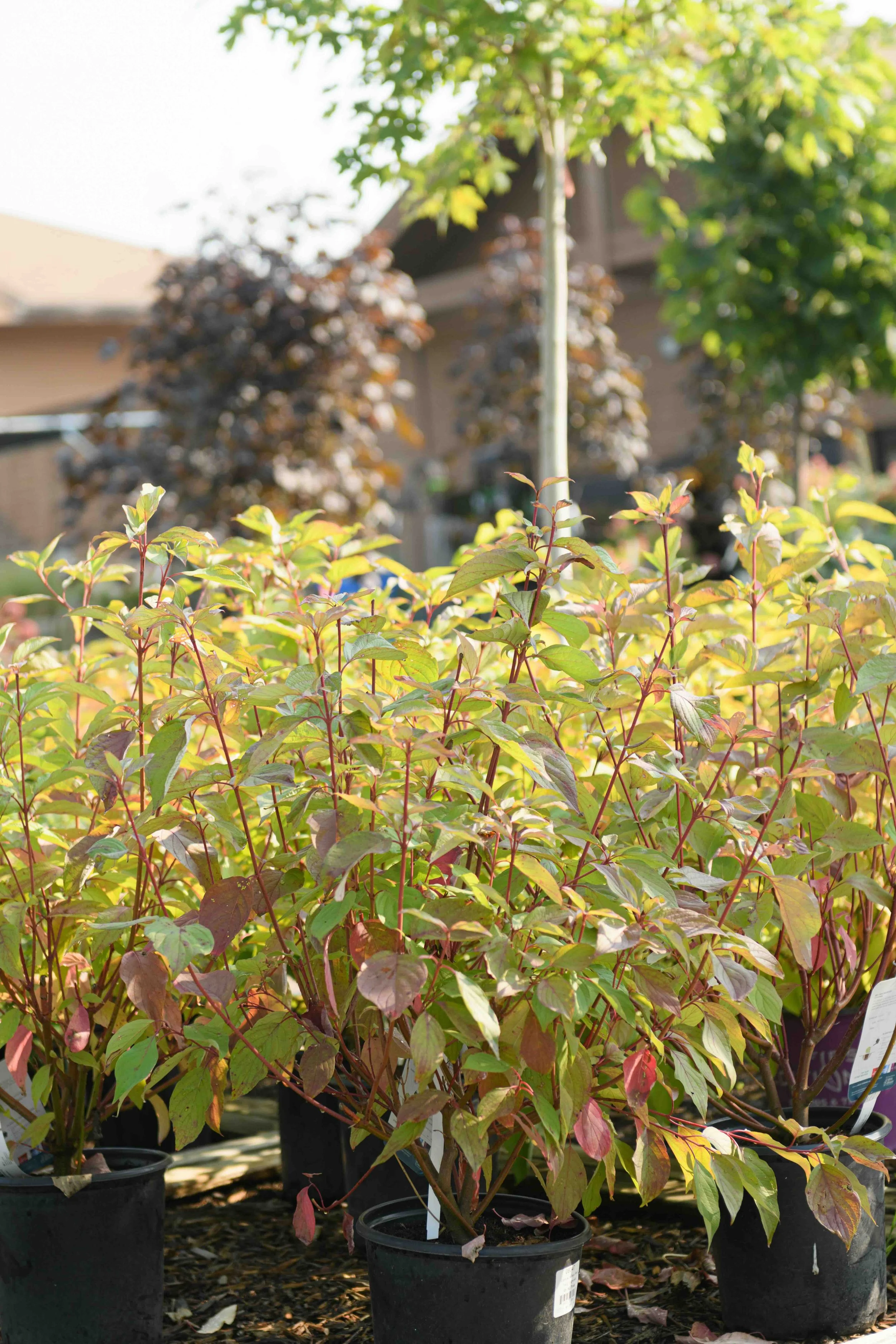 BEST-GARDEN-CENTER-SOUTH-DAKOTA-88.jpeg
