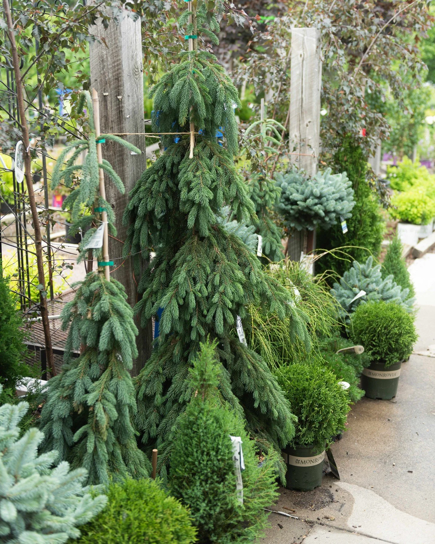 We couldn't stop with the sales! Take 30% off of evergreens and get your planting on this weekend!🌲

*nursery warranty does not apply to sale items, Garden Reward stamps do not accrue from sale items.