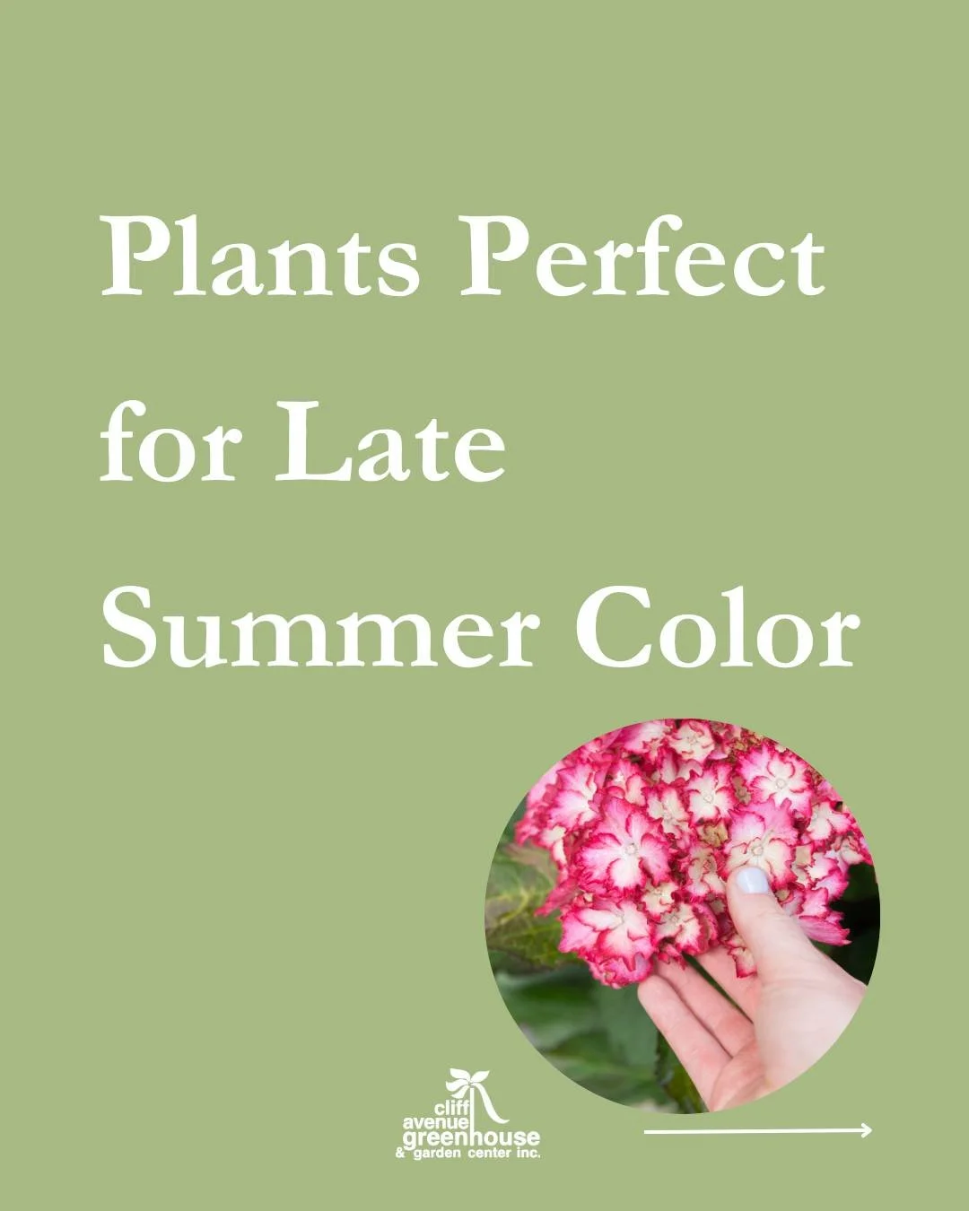 Perennials perfect for late summer color, because it's still the perfect time plant! 🌱✨