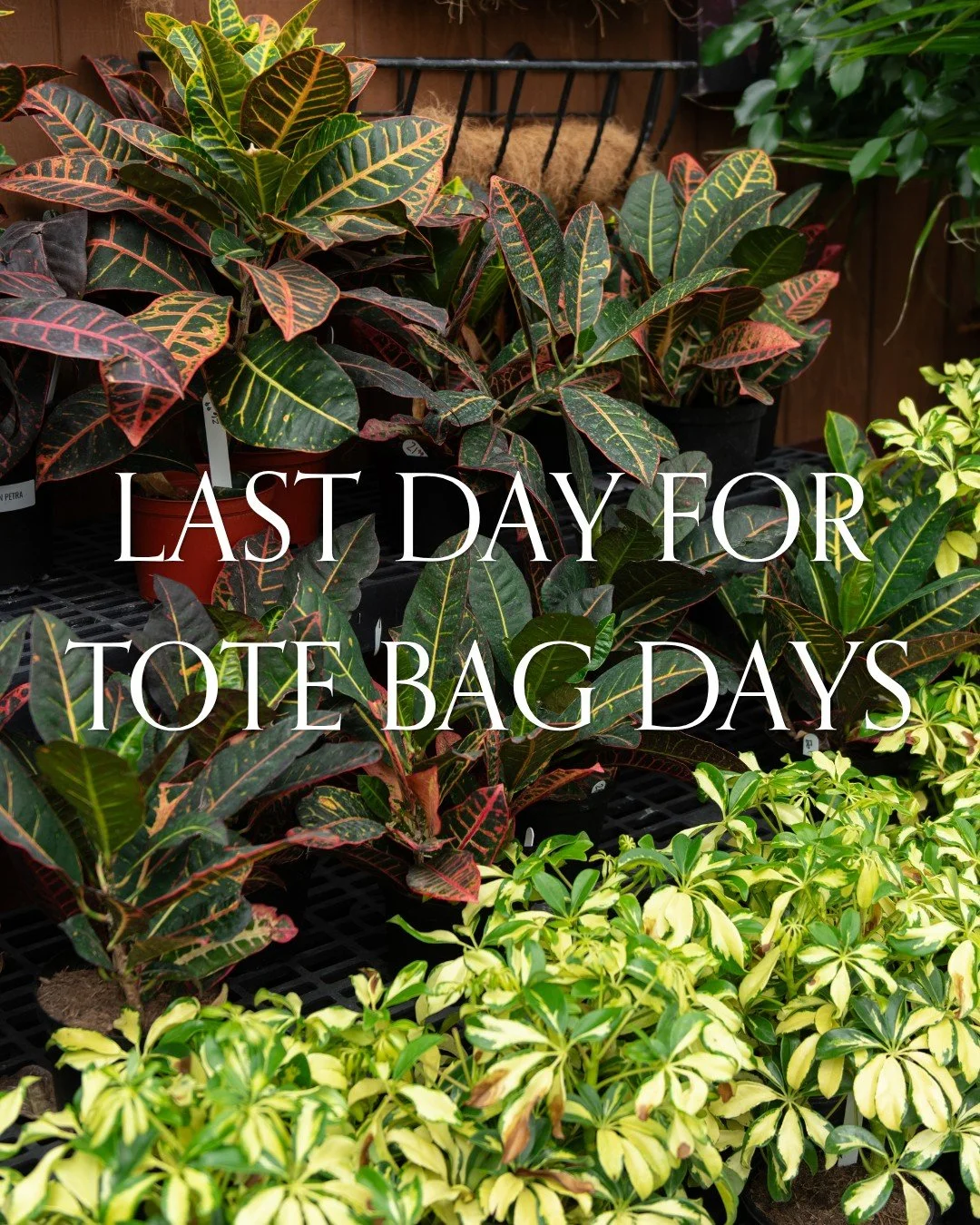Last day to stop by either store and get 20% off what you can reasonably fit in your 2025 CAG branded tote bag! 

*Must be tote bag like one in video, garden rewards do not apply to purchase of sale items, cannot stack discounts, no guarantees or war