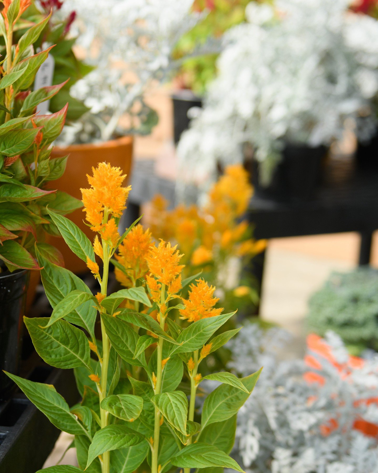 Kinda chic to shop fall plants...even if it's still August 👀🍁