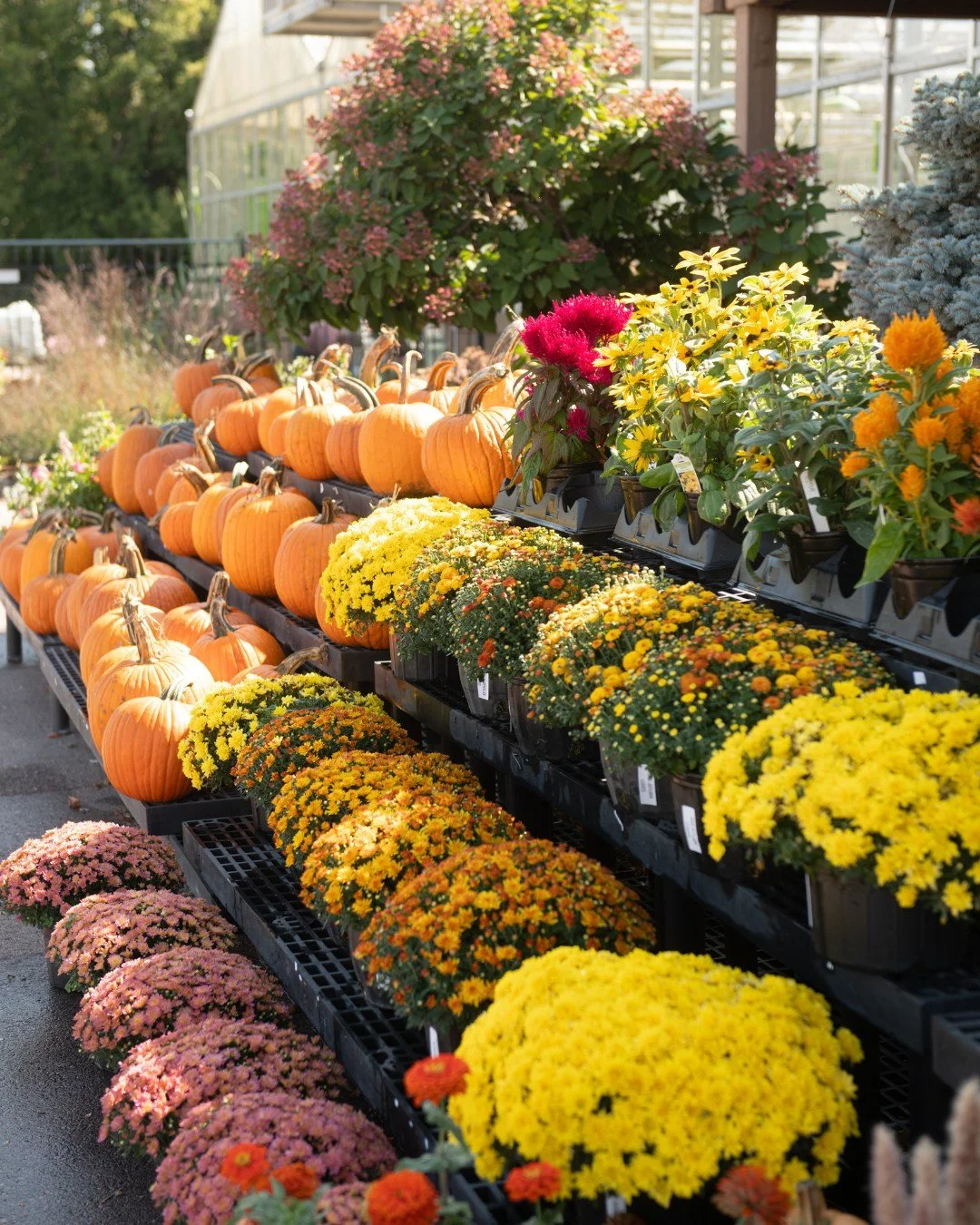 Happy September! Who's ready for mums to be in full bloom? Pumpkin spice everything? And, of course, cozy sweaters?? 🙋&zwj;♀️🙋&zwj;♀️🙋&zwj;♀️
Soon our stores will look like this again!