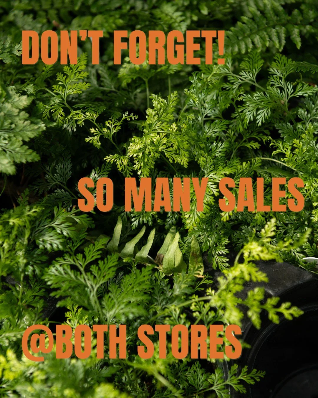 We have so many sales happening and it's just going to get sweeter! Think sales on: 
🌸 Small fruit and fruit trees
🌸 Select Halloween 
🌸 Select garden decor
🌸 Select Momma Pots
🌸 Annuals
🌸 Evergreens

Head to the link in our bio for more detail