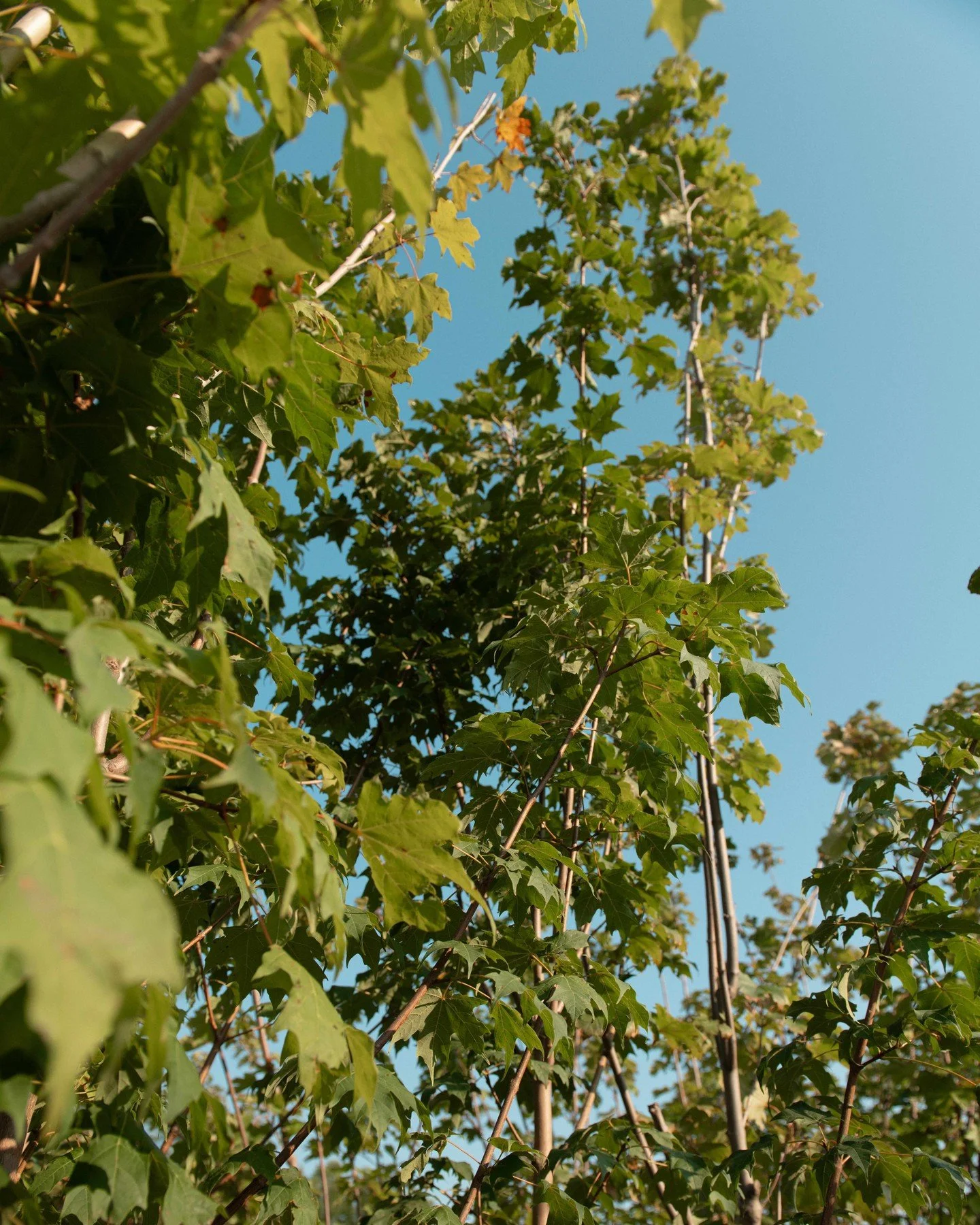Trees and shrubs are now 30% off! @ BOTH locations 🌳 Get 'em before they're all gone! Get more details on our website!