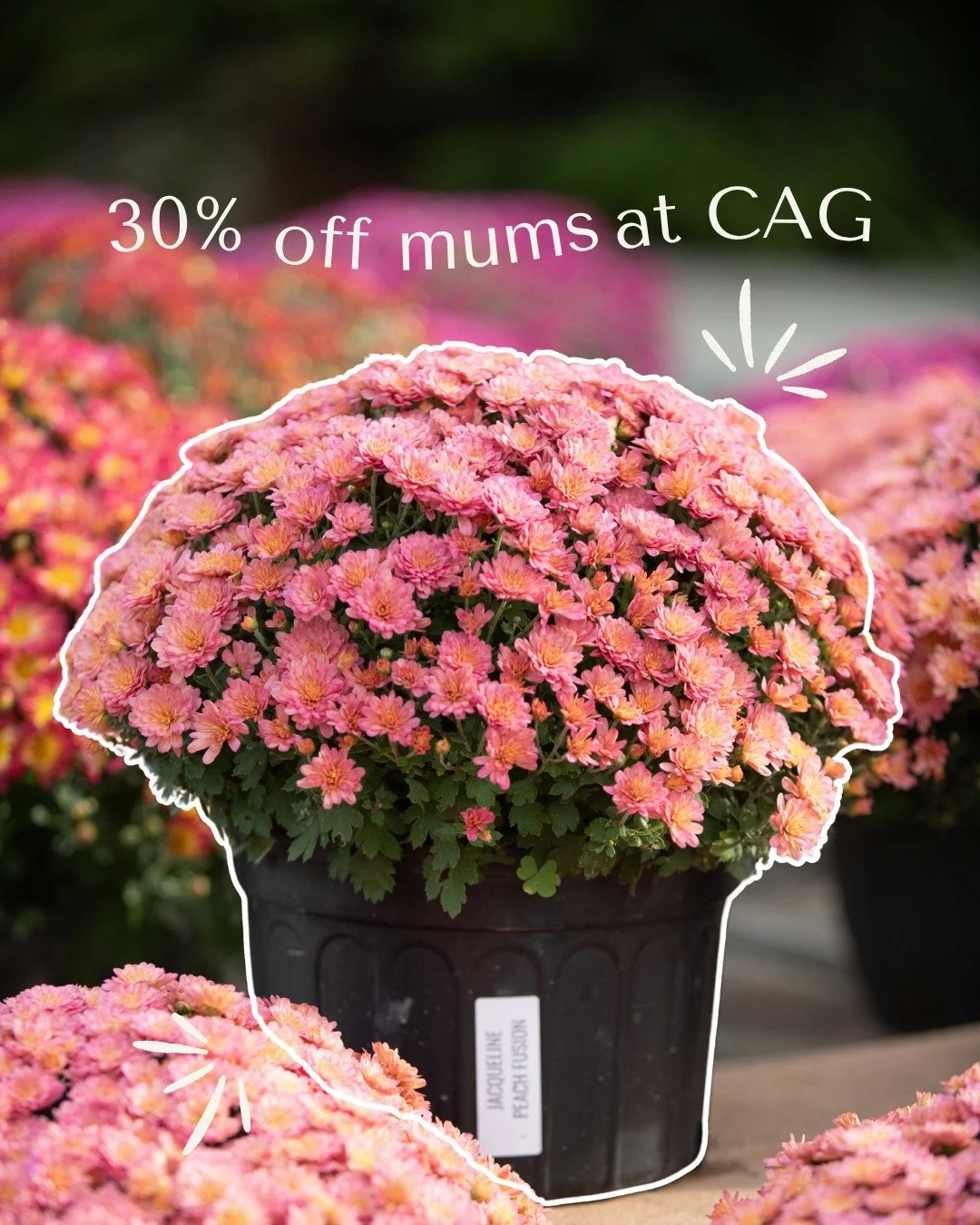 Our fall plants &amp; mums are on sale at BOTH stores! ✨ 🍁