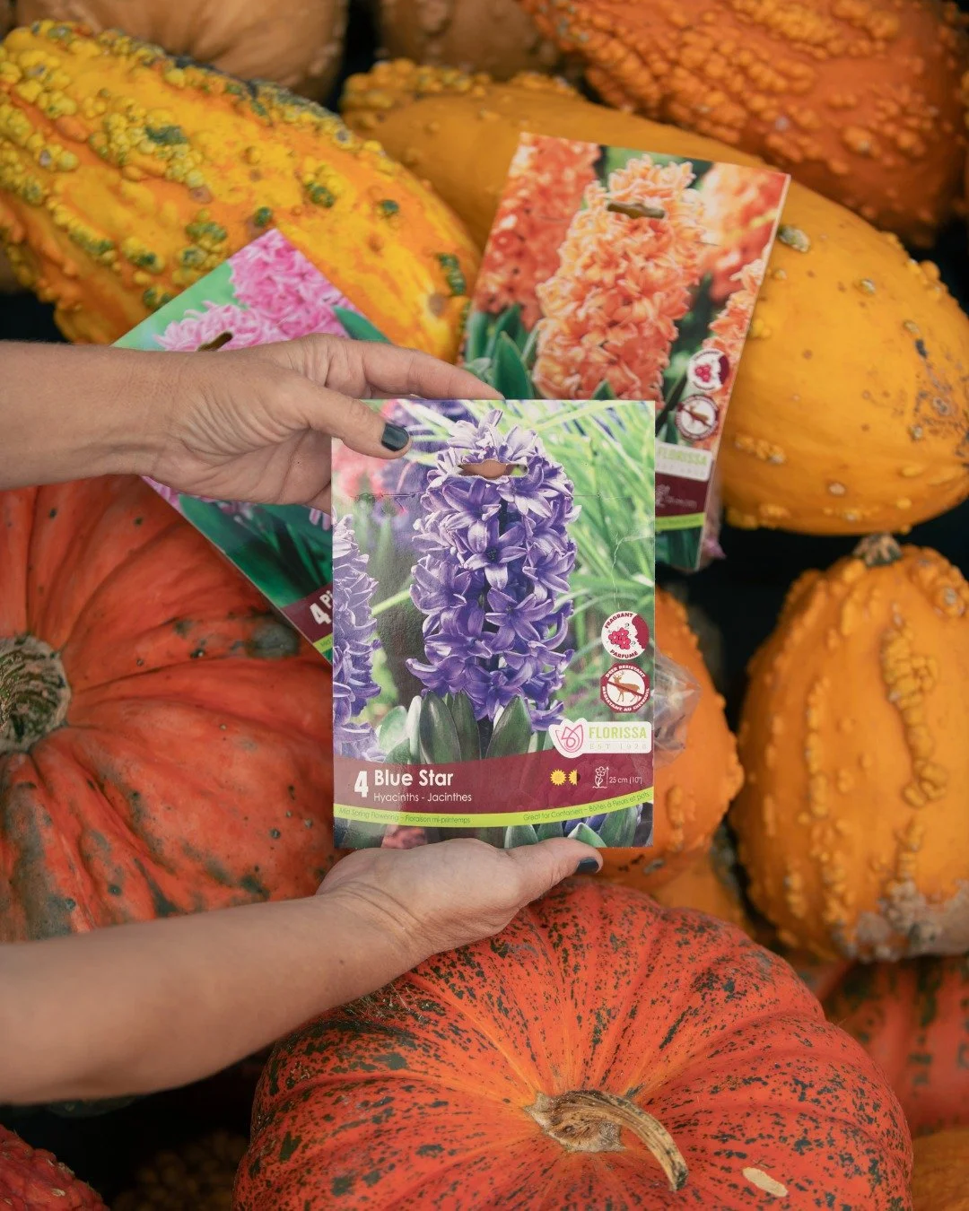 Time to get those bulbs in the ground!🪻For gardeners, our work is never done!🧑&zwj;🌾
