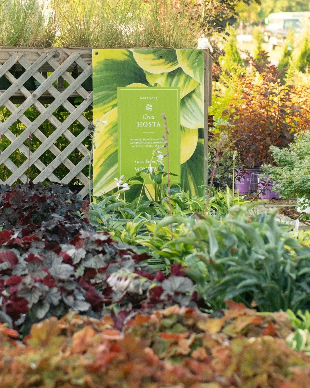 We have a little October surprise for you! 50% off our entire nursery, fall annuals, and mums! @ BOTH stores🍁 

 #southdakotagardencenter #gardencenter #midwestgardencenter