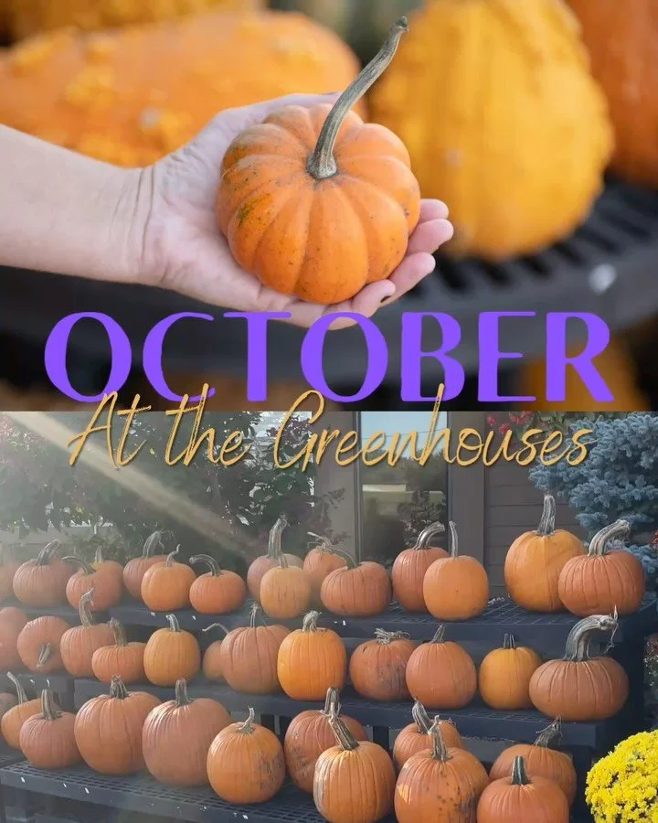 Autumn Maxxing at CAG 👻🍁

#southdakotagardencenter #siouxfalls #gardencenterfun