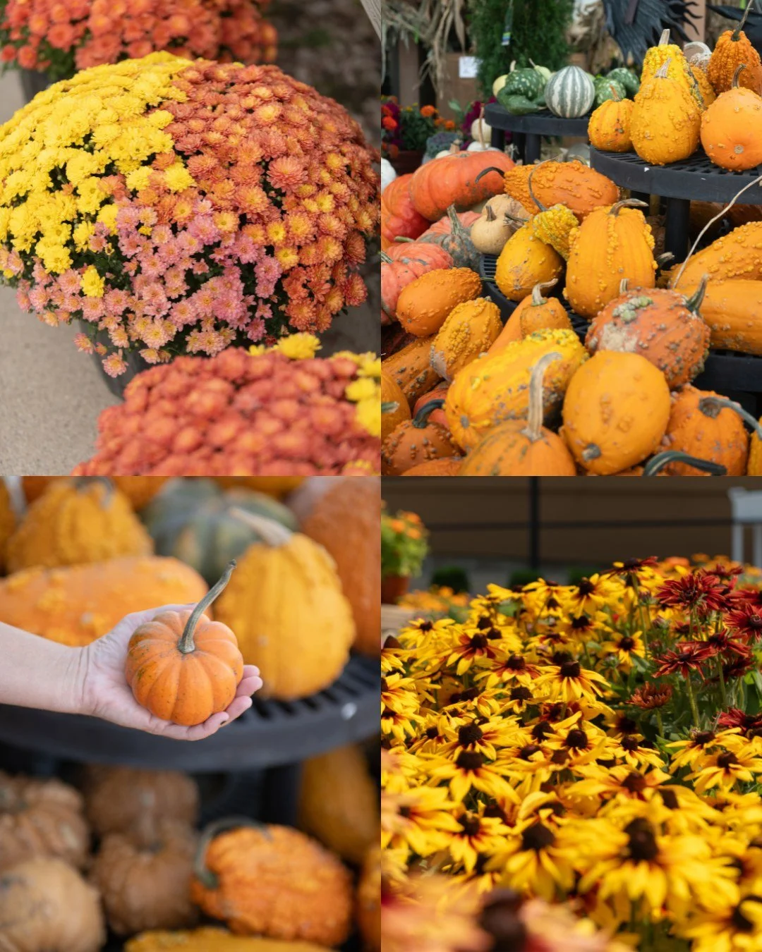 The colors of fall🍁🍂🥮