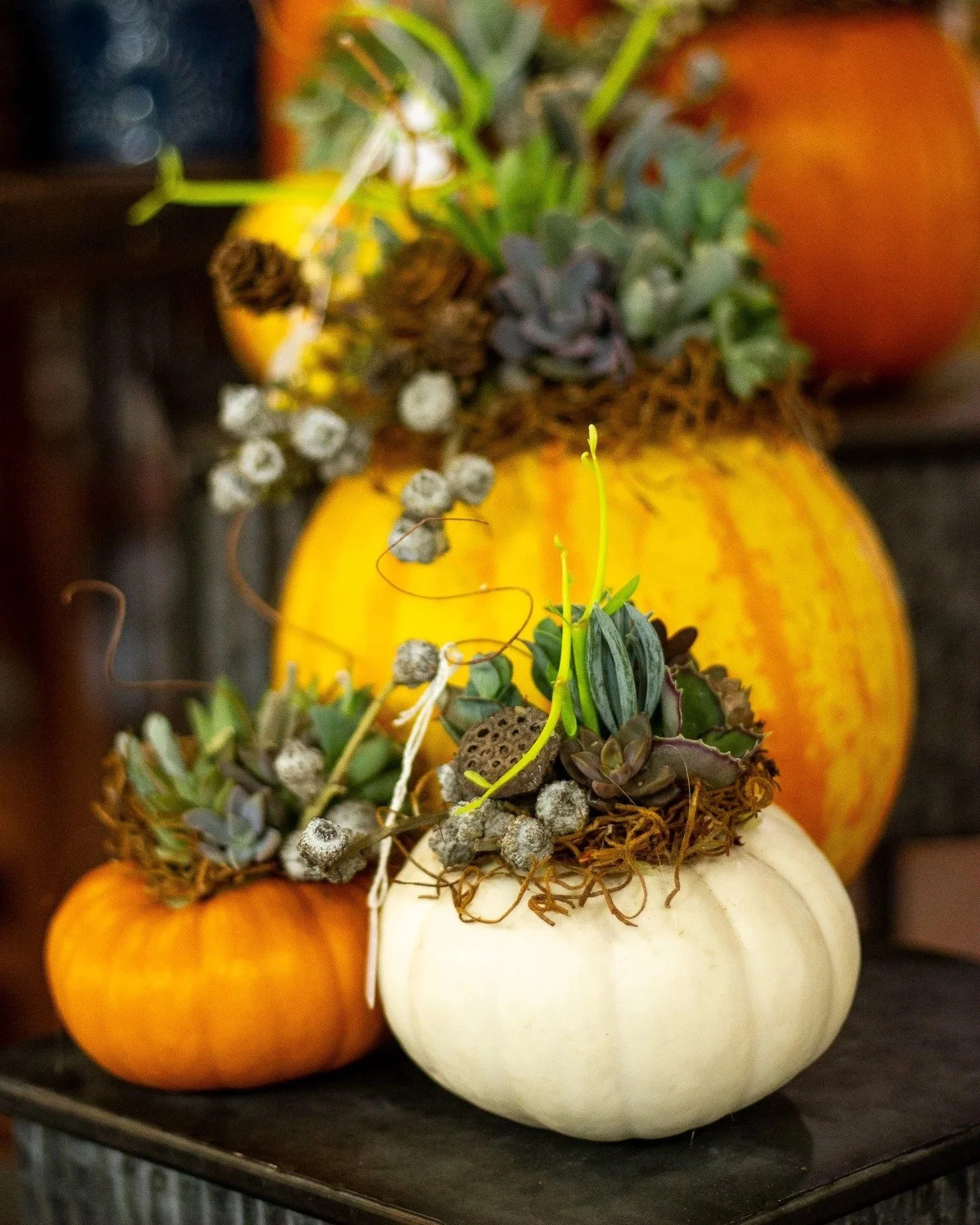 Join the gals over at 41st street for the Succulent Pumpkin DIY🎃 Mix your love for plants with the coziness of fall! 
Only at our 41st street location, October 24th, at 1:30PM! Head to the link in our bio for more information!

#siouxfallsevents #mi