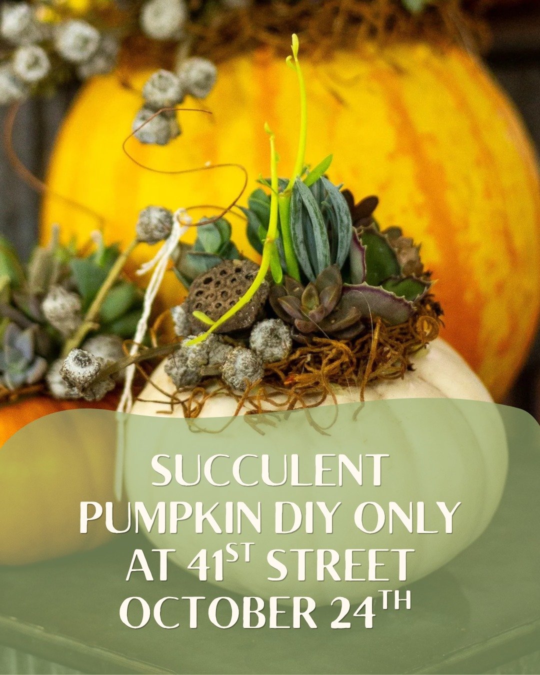 Only 3 more days to sign up for the Succulent Pumpkin DIY at 41st street! Join the ladies to make your own cute pumpkin decked out with succulent cuttings, just in time for Halloween and keep it through Thanksgiving!🍁 

1:30 PM on October 4th, call 