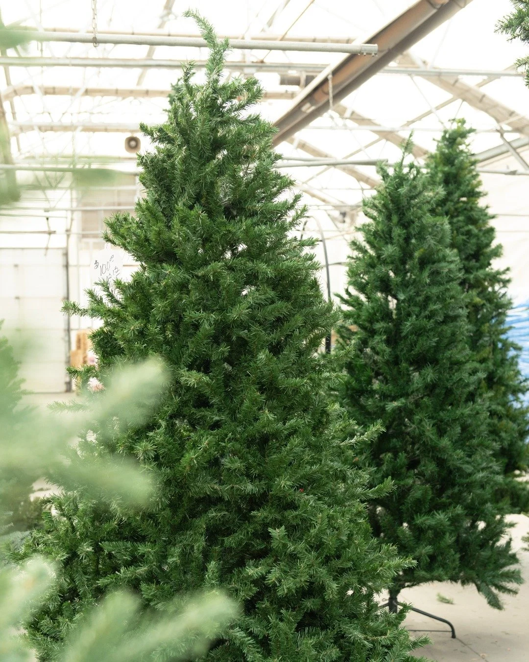 To end a wonderful week at the greenhouse, we have....
🌲Artificial trees are 50% off or better only at our 26th street store
🌲Fall bulbs are 50% off
🌲Halloween is now 25% off with select Halloween decor being 50% off
🌲Select Christmas is 50% off!