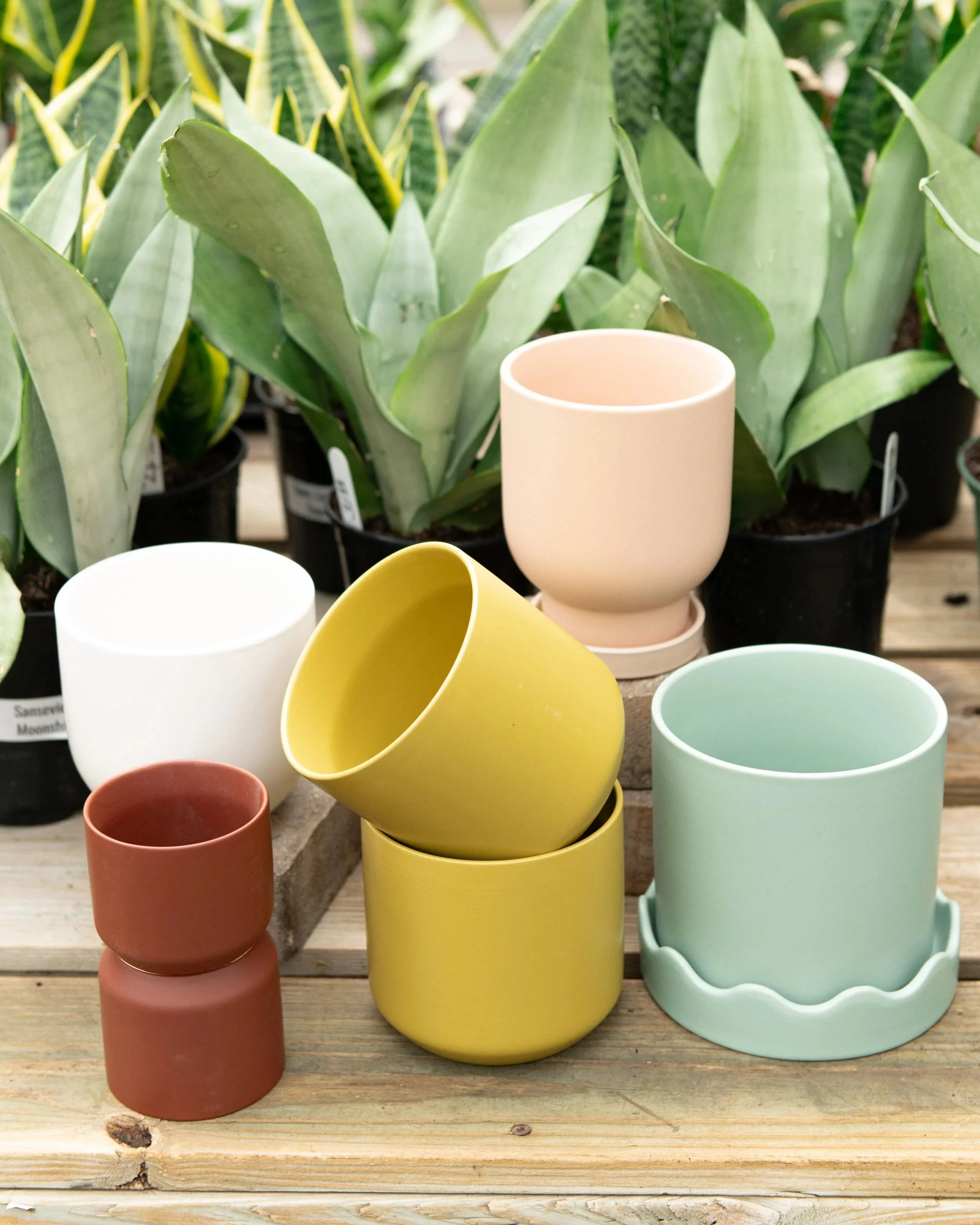 colorful rainbow planters 