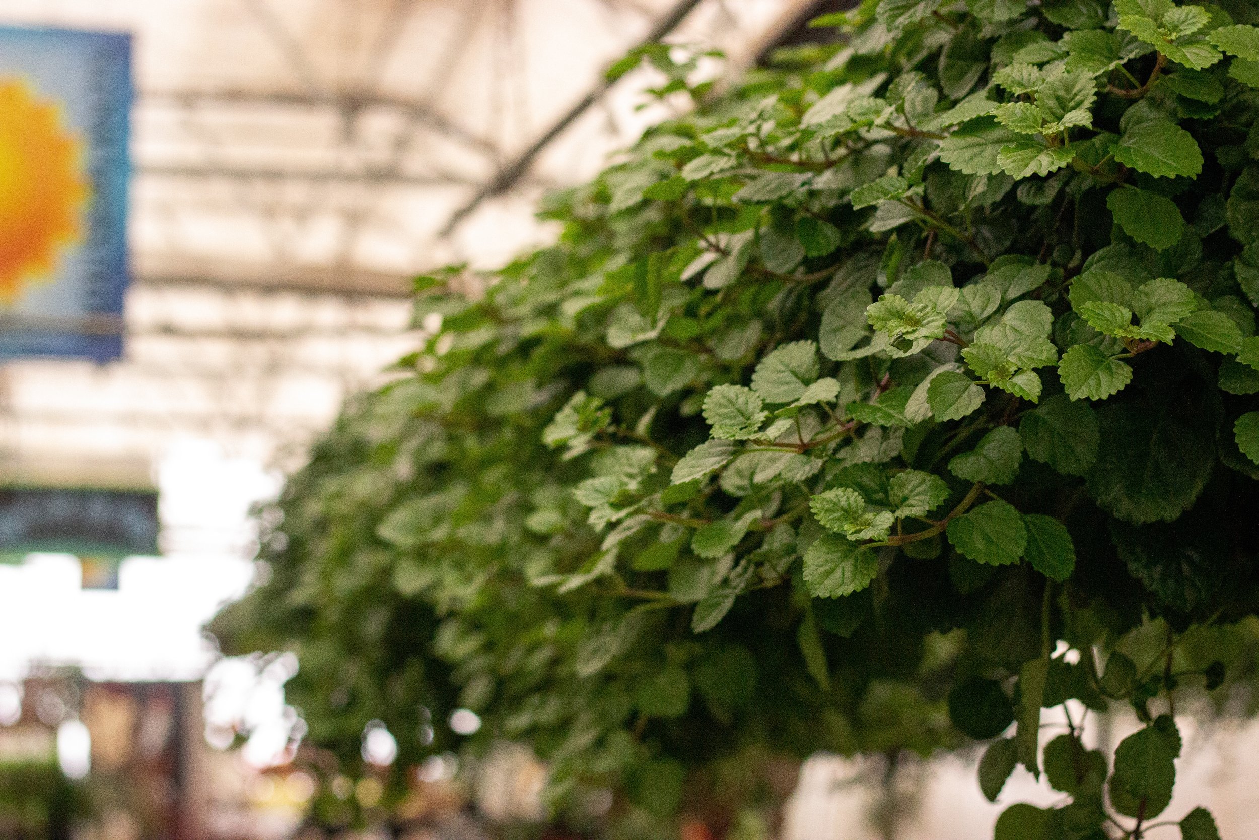 Swedish Ivy houseplant trailing plant