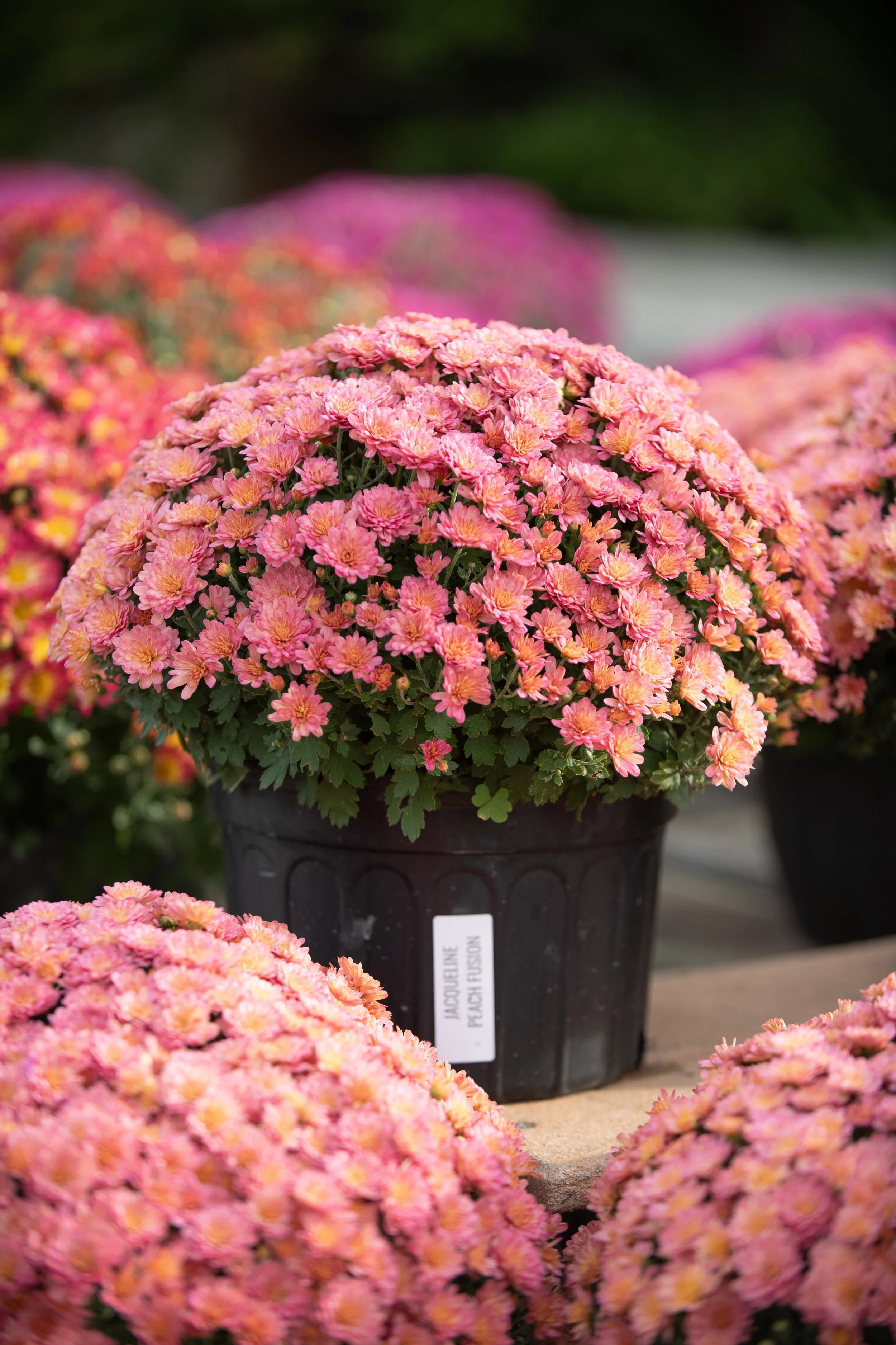 BEST-GARDEN-CENTER-SIOUX-FALLS-1.jpeg