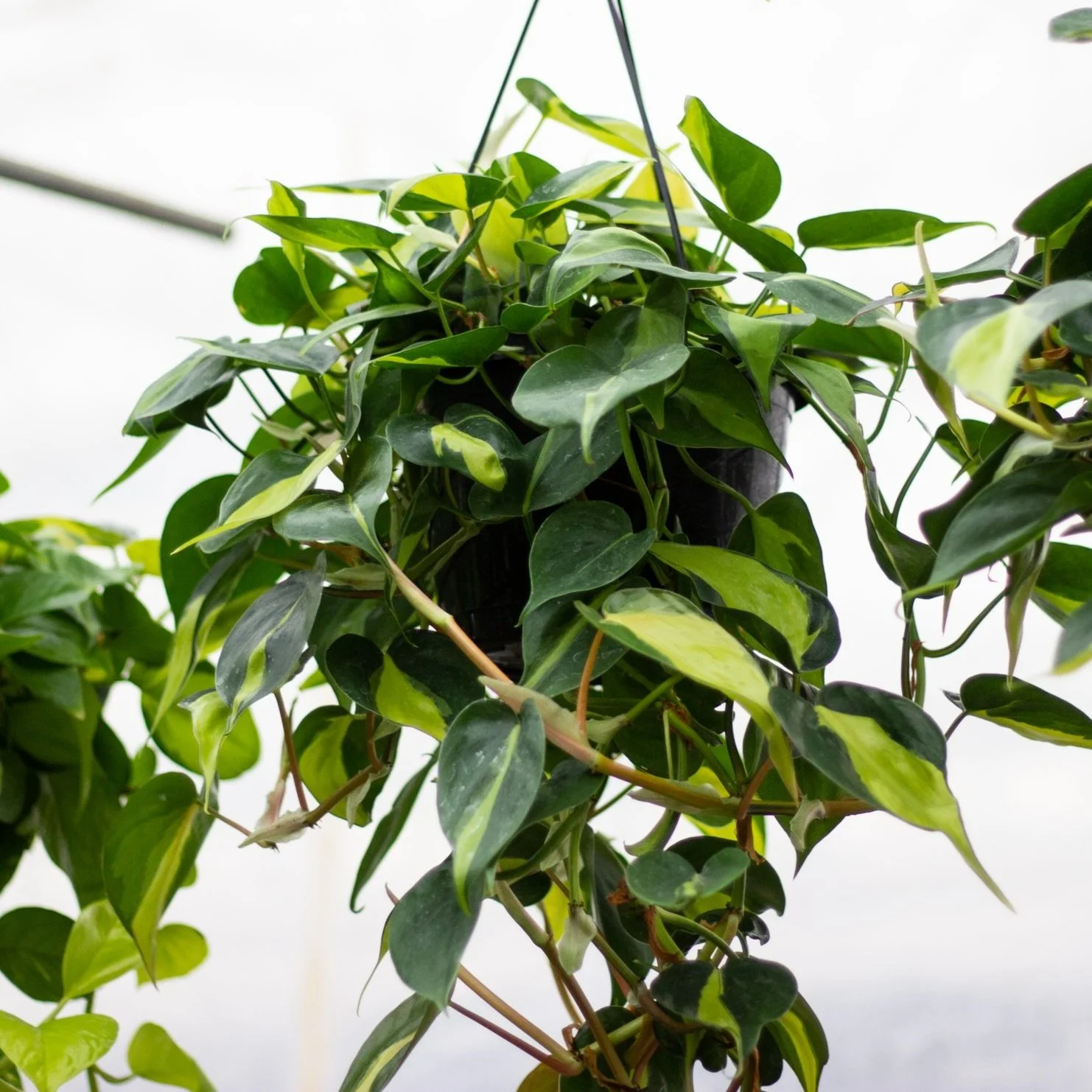 Philodendron Easy care houseplant great for lowlight