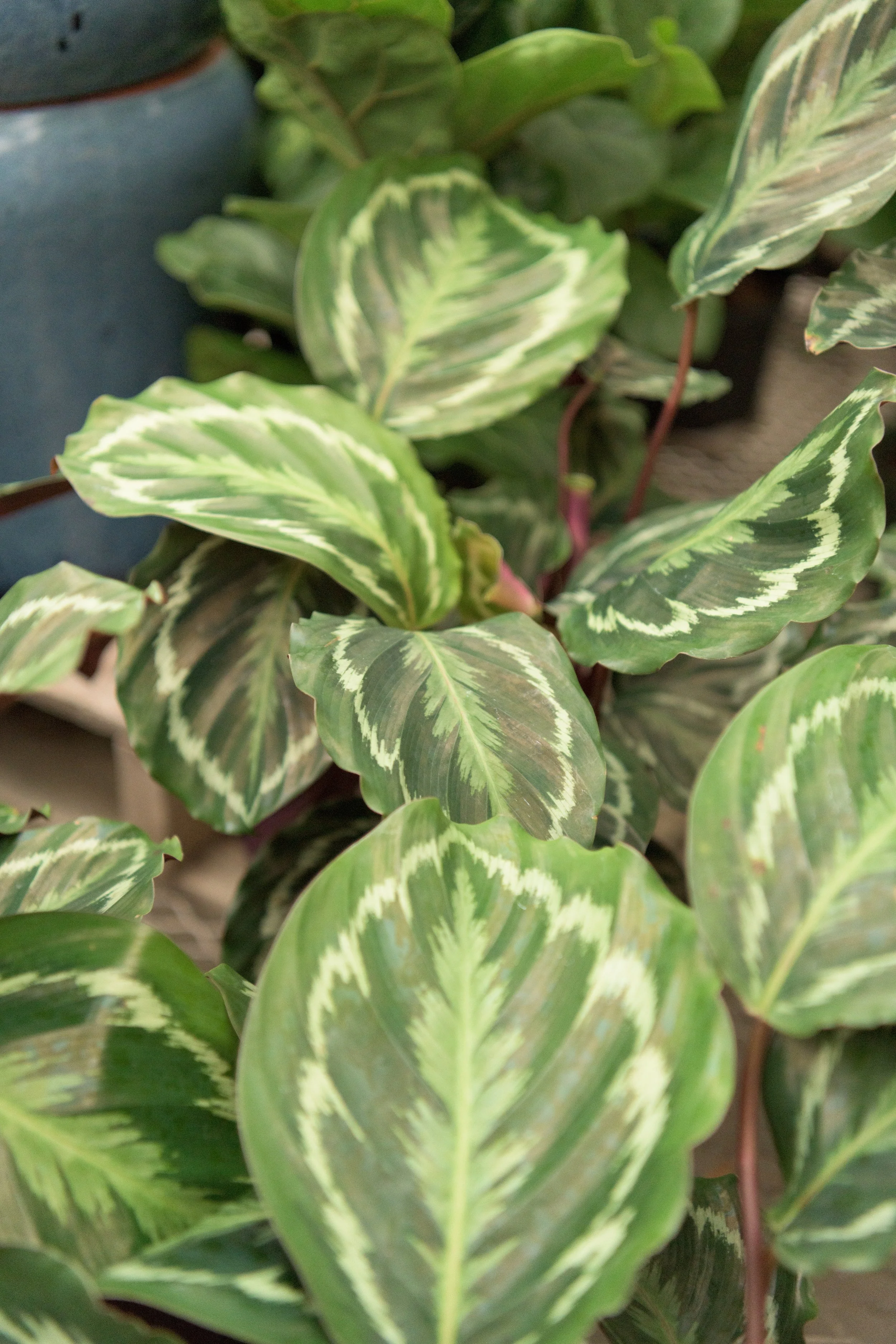 Greenhouse — Cliff Avenue Greenhouse and Garden Center