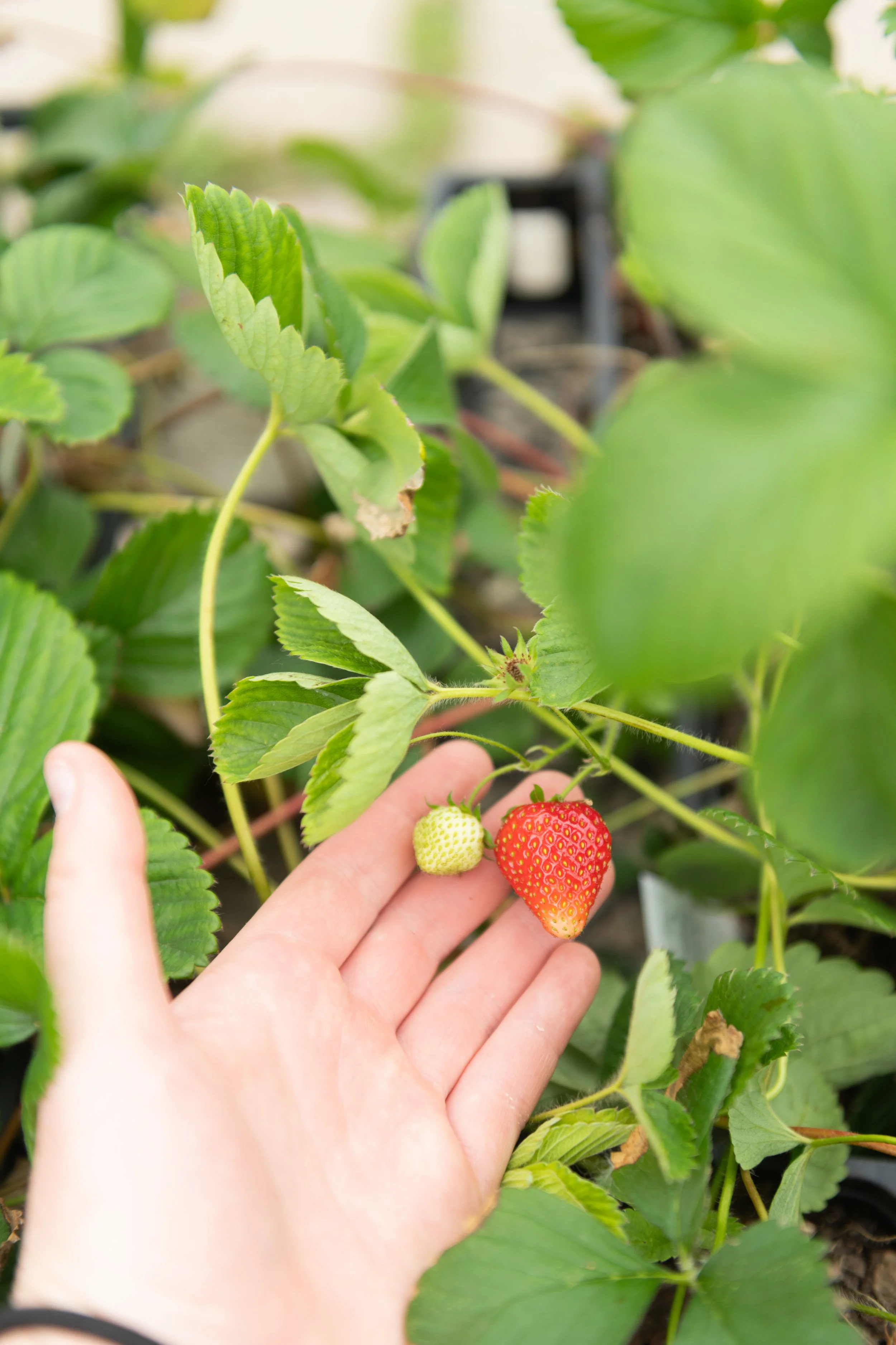 Someone's hand holding a strawberry on a strawberry plant