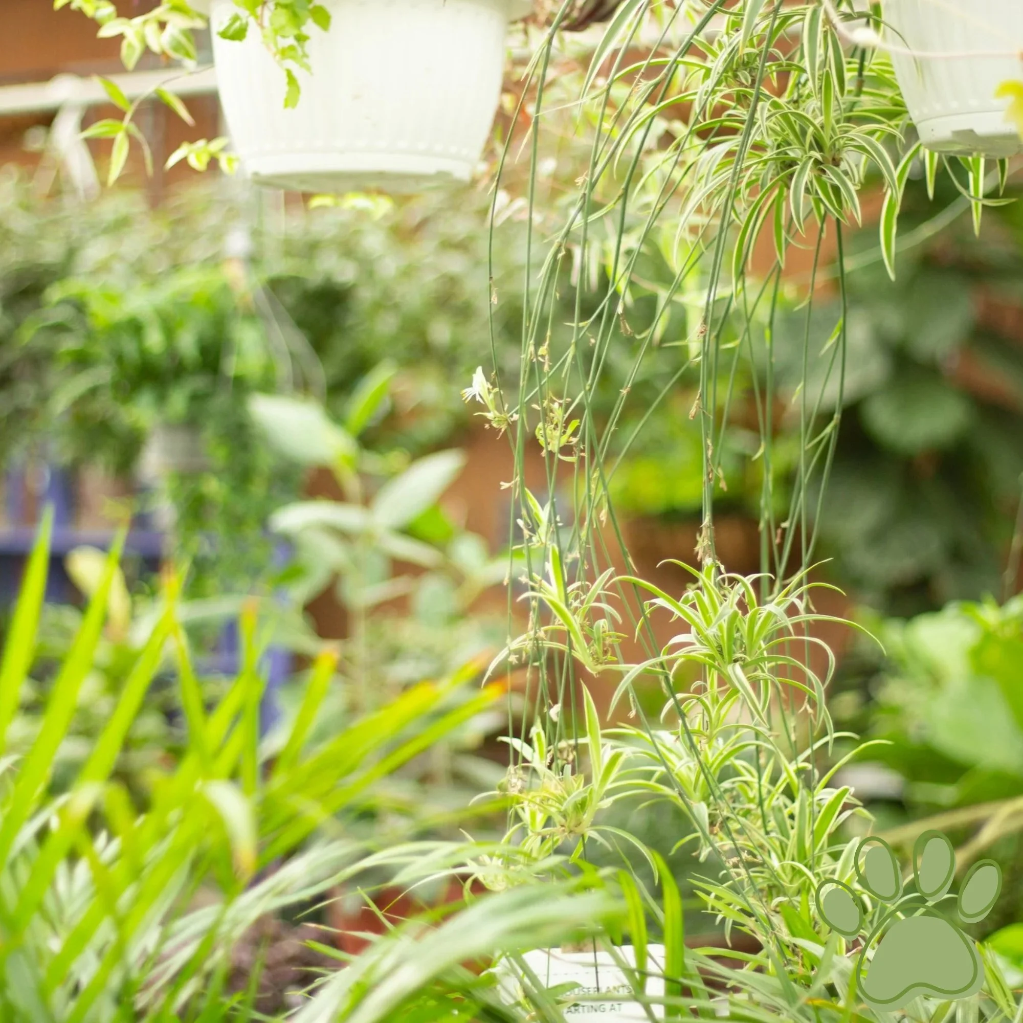 spider plant lowlight and easy care houseplant