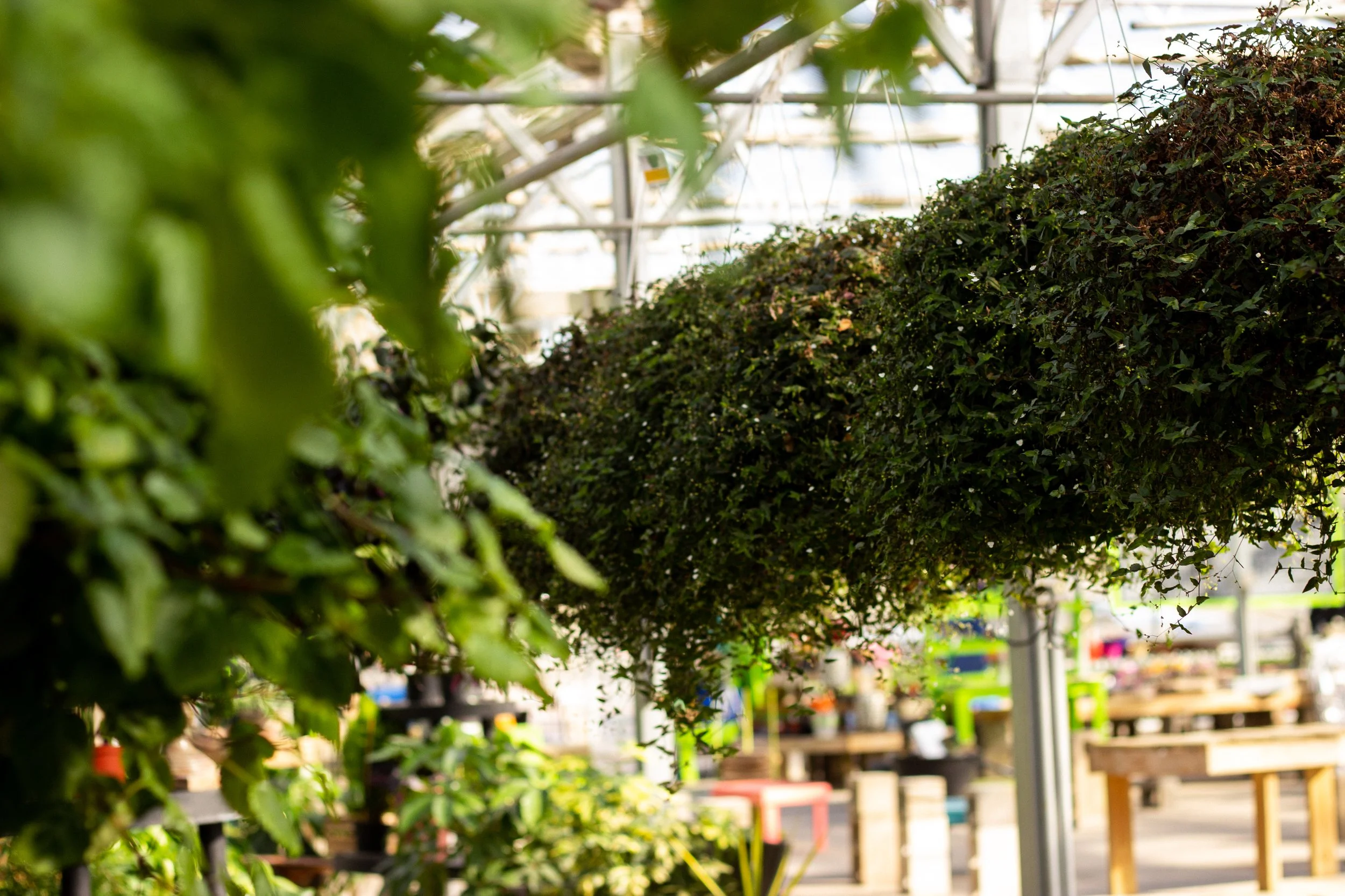 bridal veil houseplant trailing plant