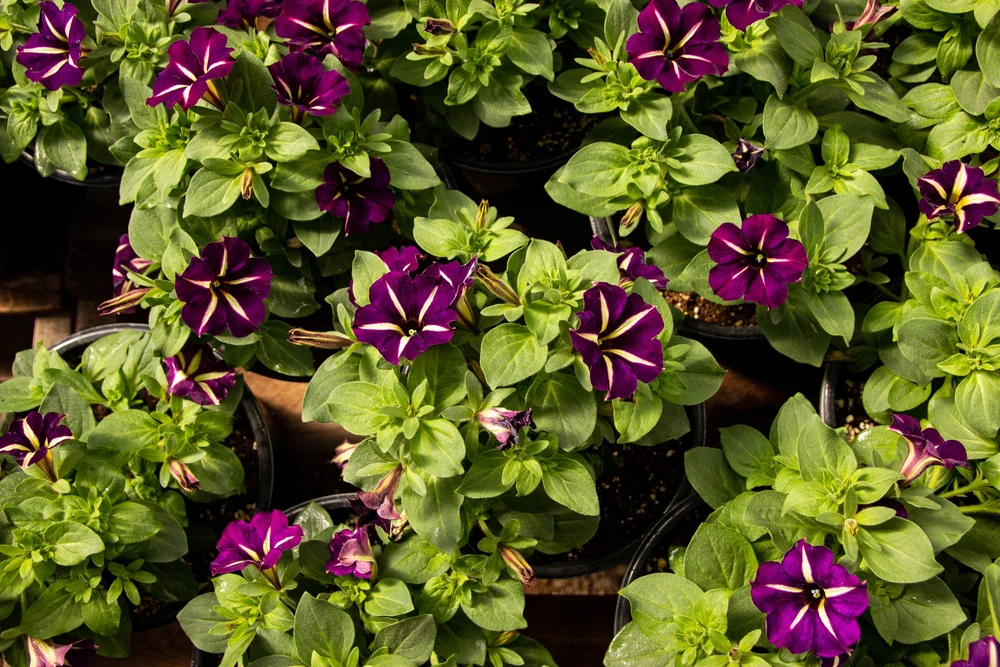 Greenhouse — Cliff Avenue Greenhouse and Garden Center