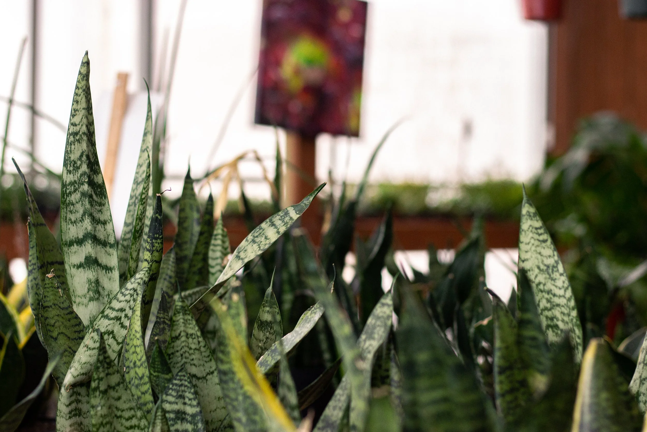 snake plant great lowlight houseplant easy to care for