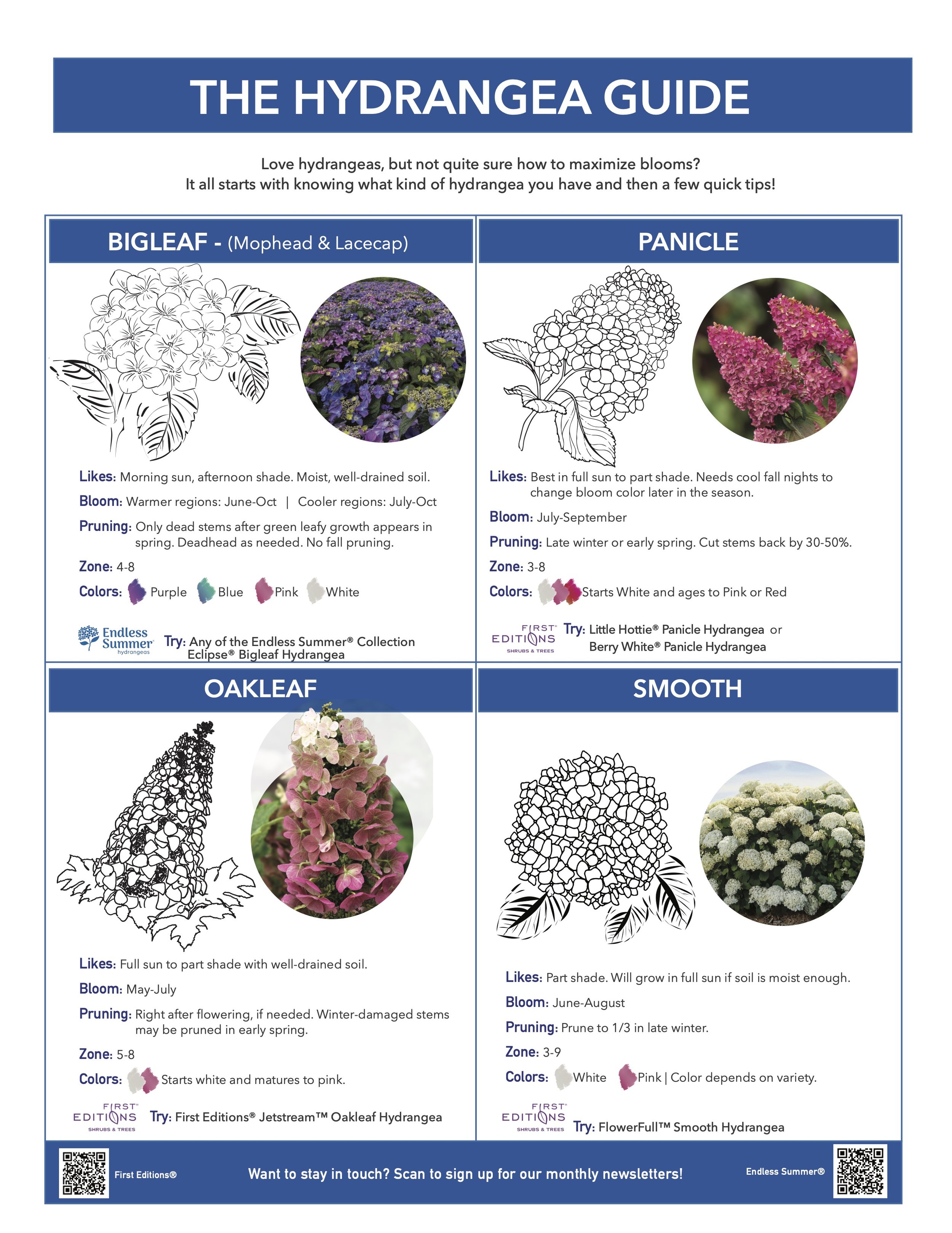 HydrangeaOverview_2024.jpg