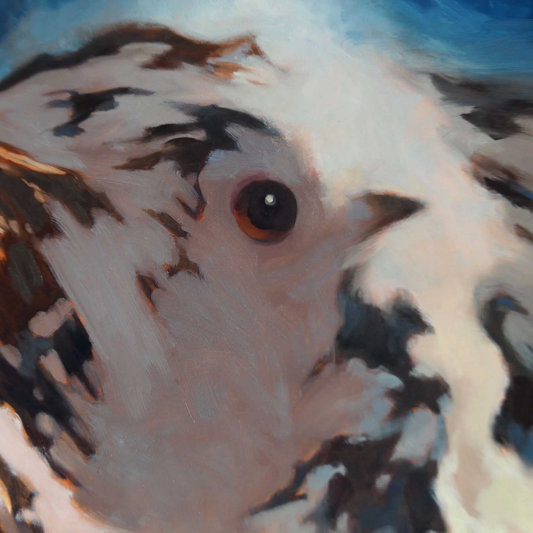 03-20-26 Mountain Jay DET 2.jpg