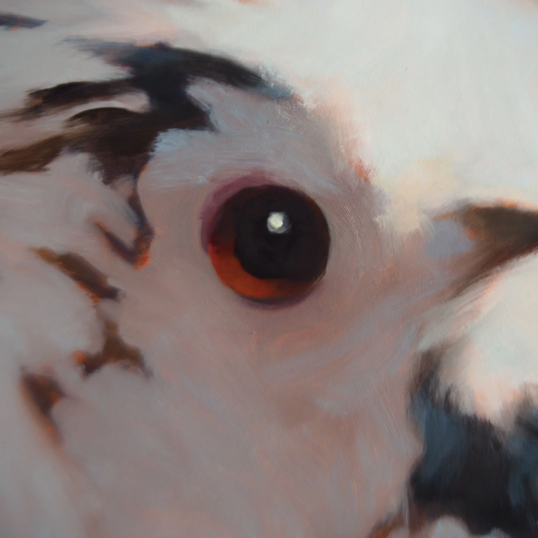 03-20-26 Mountain Jay DET 3.jpg