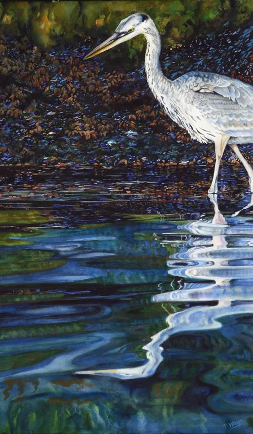 Reflections of a Young Heron (Sold)