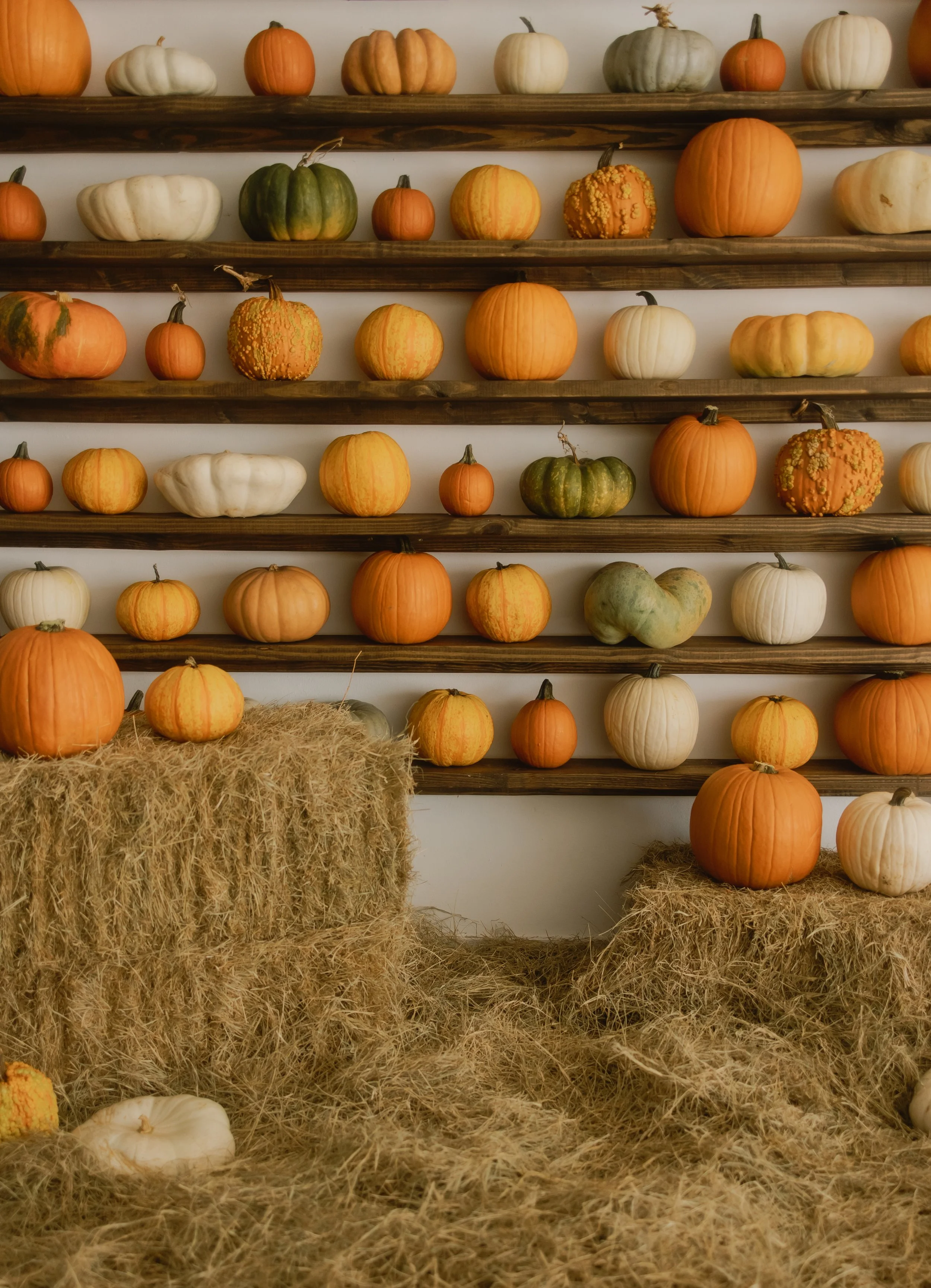 Pumpkin wall for Family Fall pictures