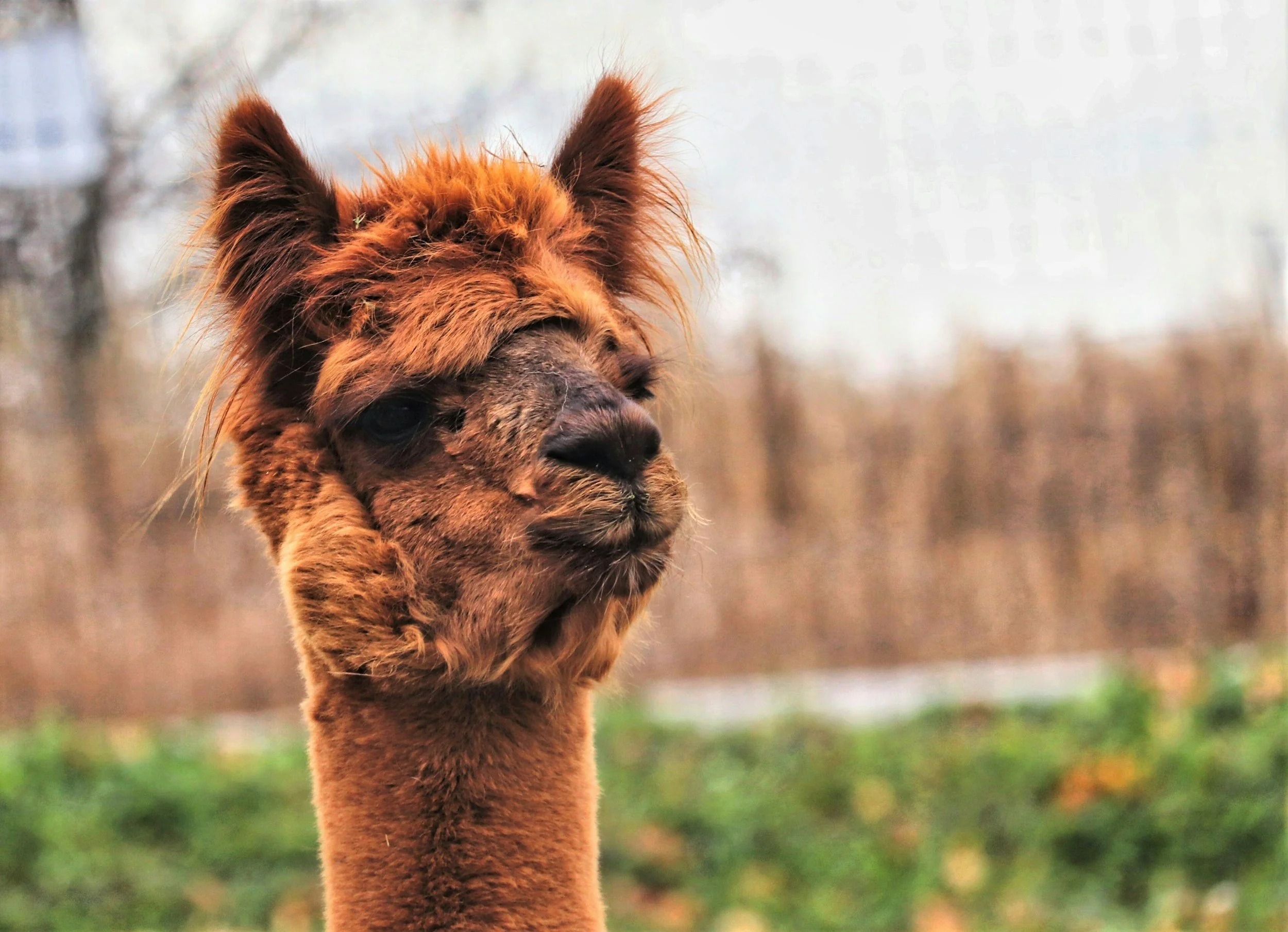 Friendly alpacas at Grass Roots Caravan and Glamping campsite in Pembrokeshire