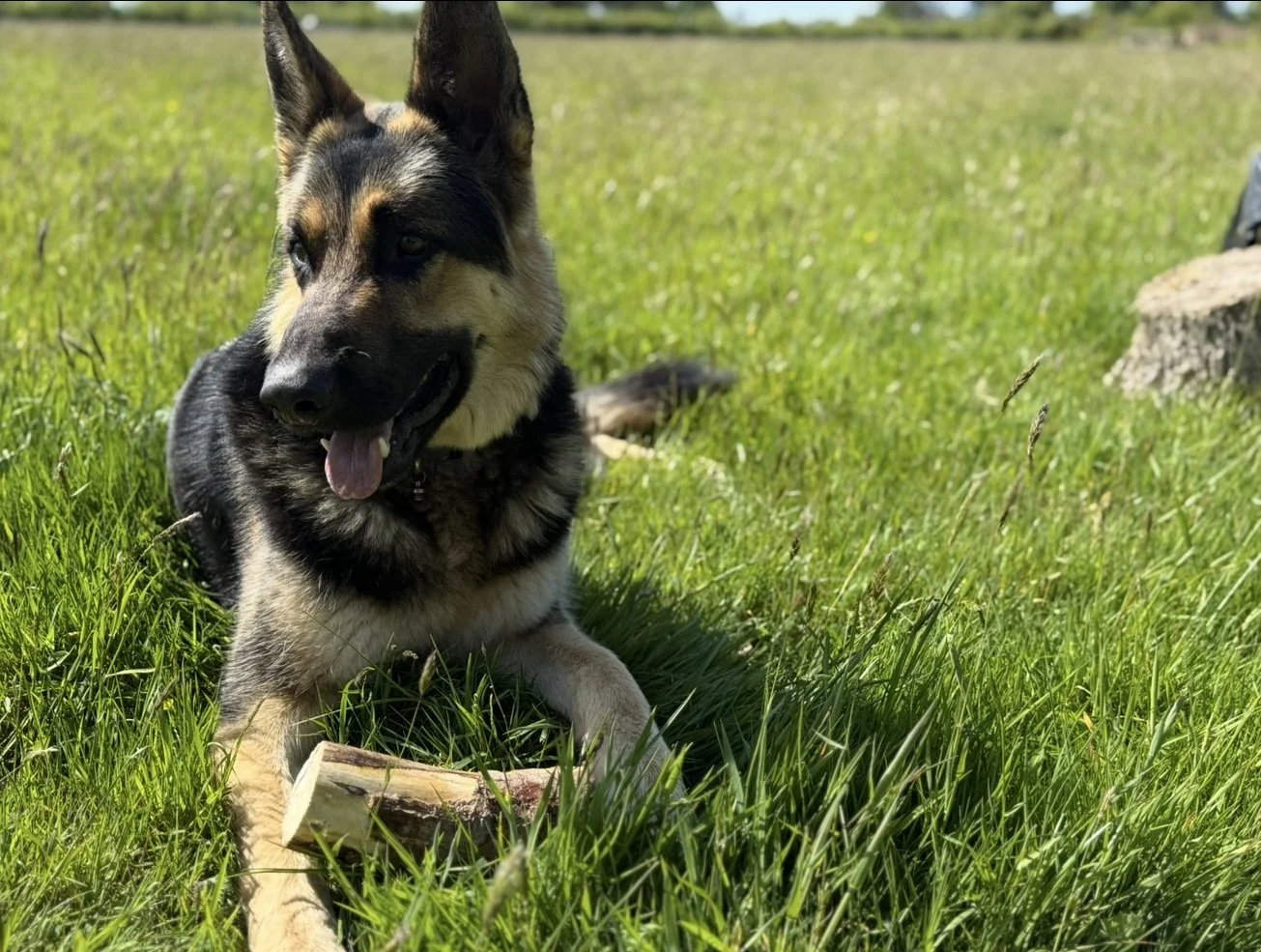 Dog-Friendly Camping in Pembrokeshire: What to Expect