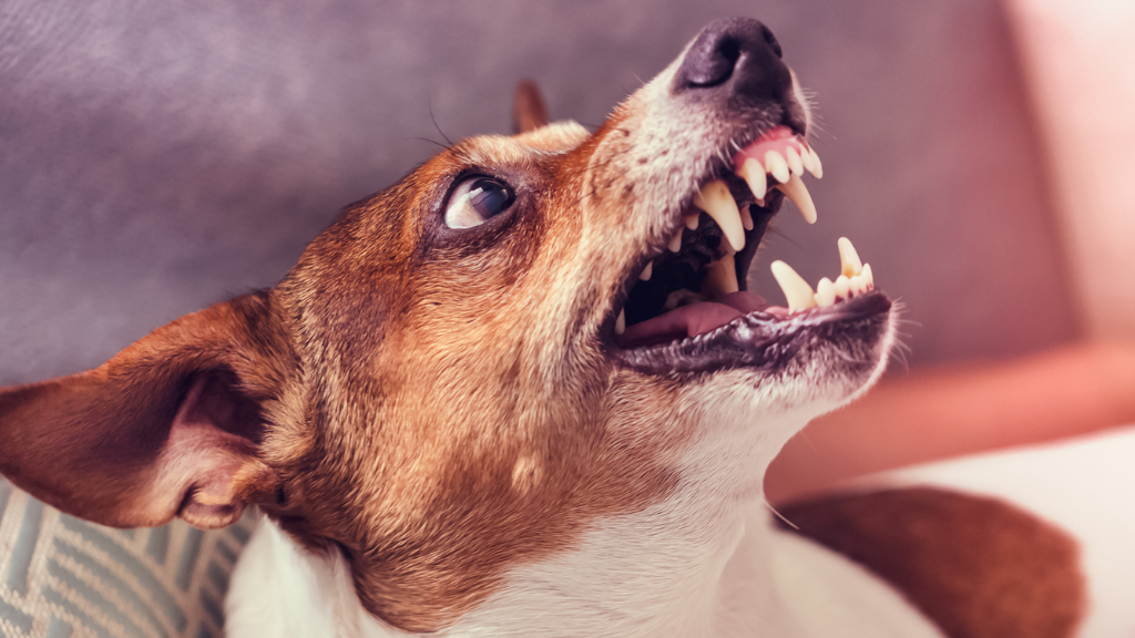Can You File a Personal Injury Claim for a Dog Bite in Virginia?