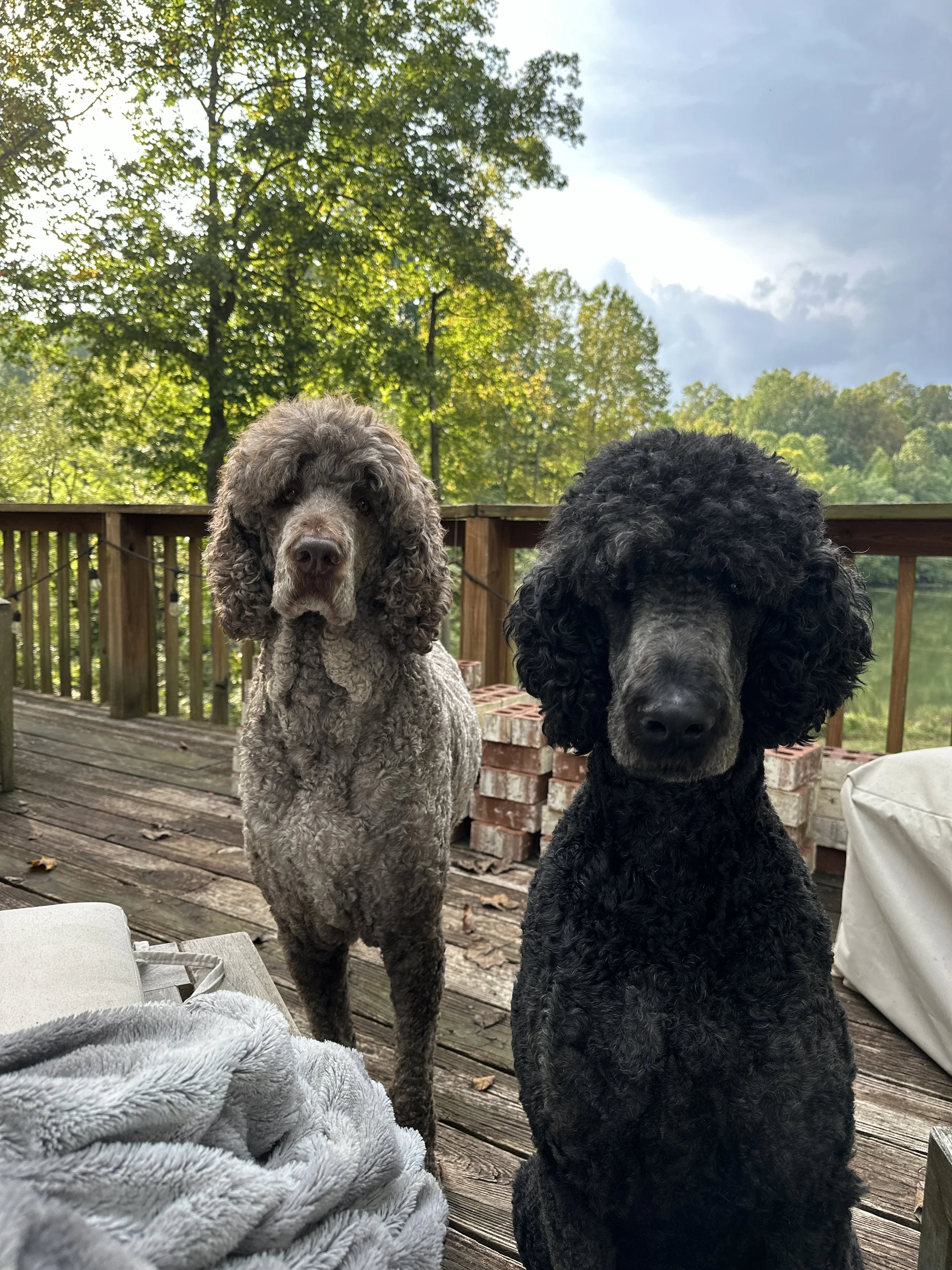 Enjoying one of the last warm days of autumn with Otto and Adler.jpeg