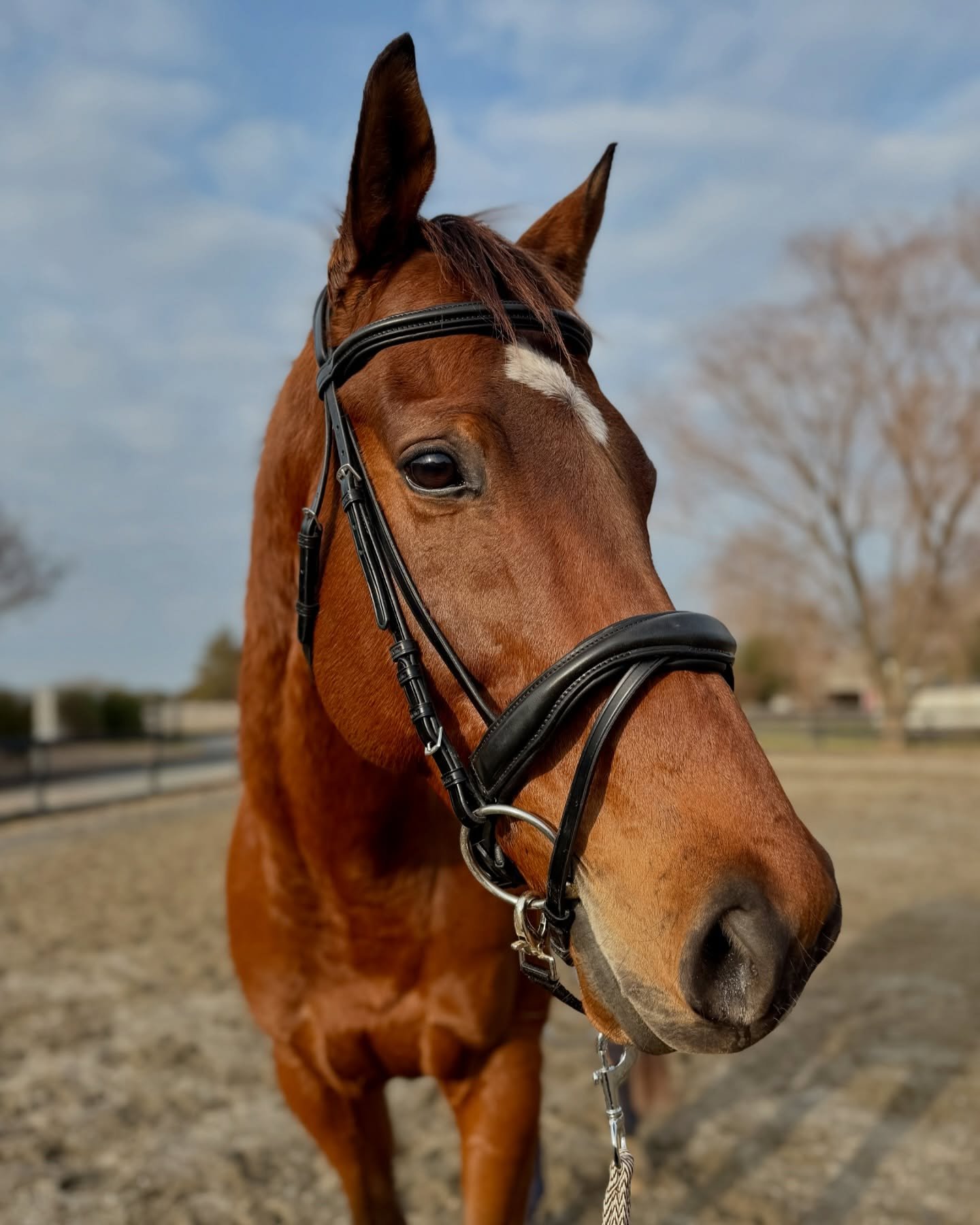 Absolutely living for cold, windy mornings, hot coffee in a thermos, and time spent with this angel 🤎🐎 

It has been so exciting to see the progress we have made in the last two weeks, and the beautiful bond we are building. E.T. has a heart of gol