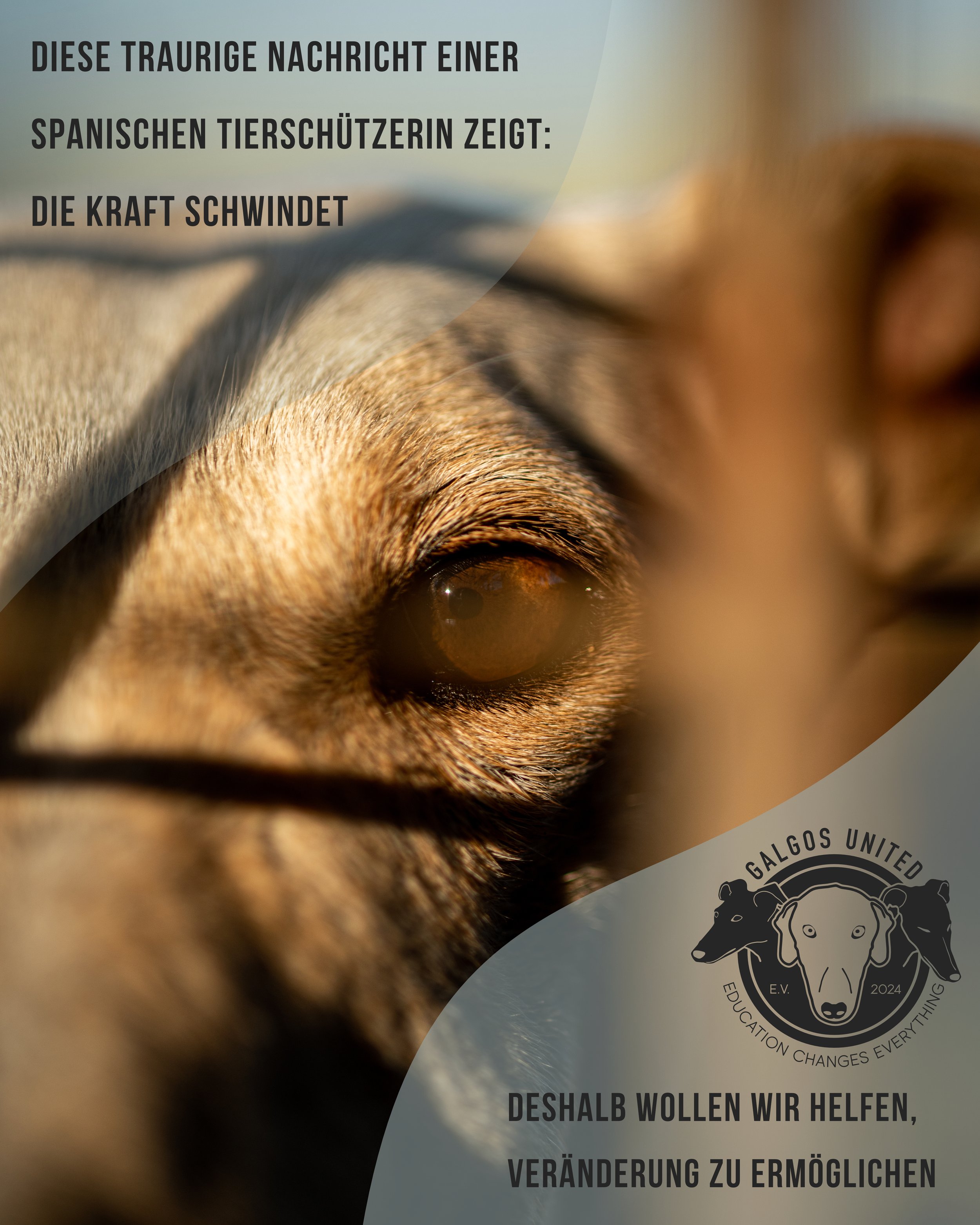 NACHRICHT EINER SPANISCHEN TIERSCHÜTZERIN