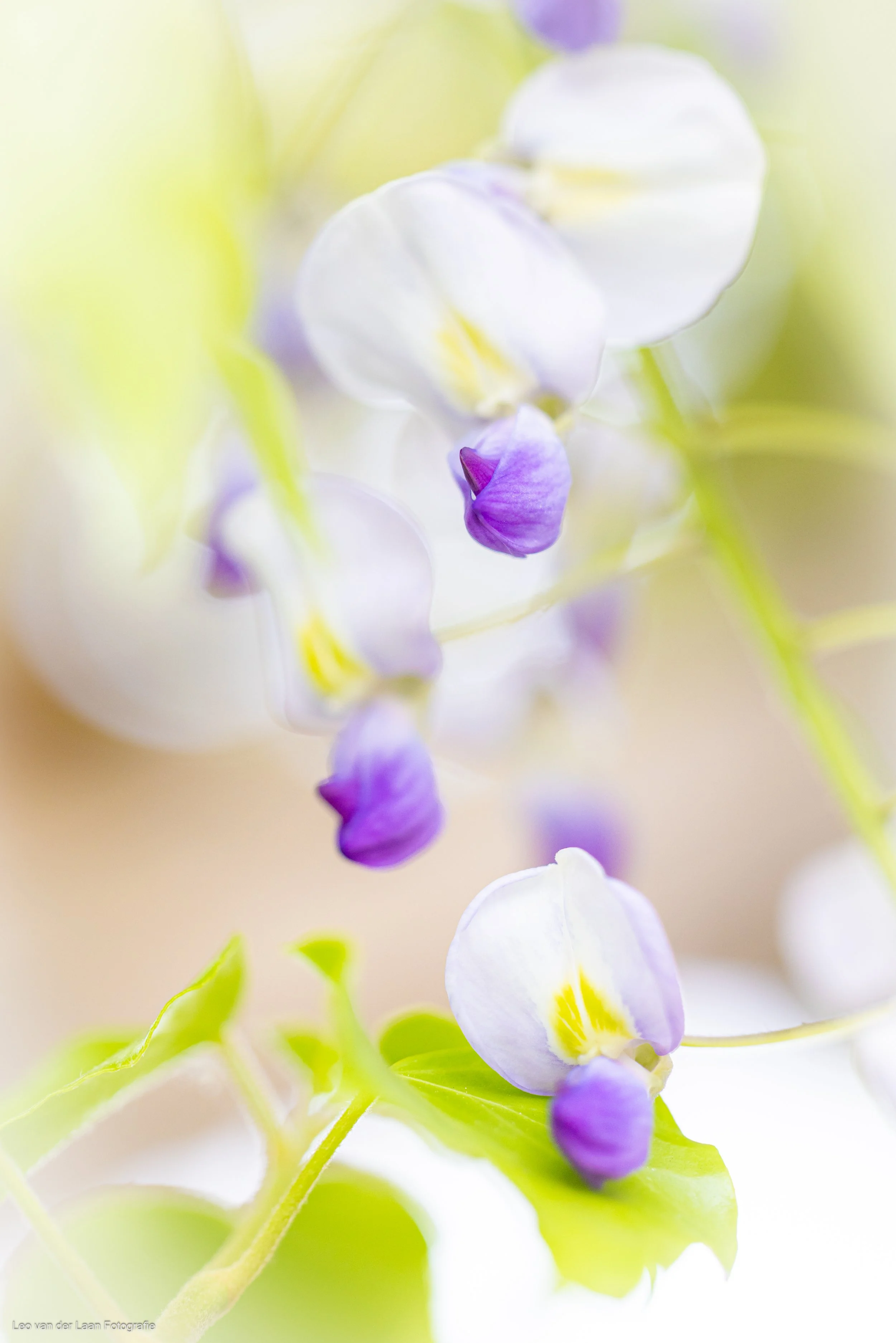 Flora